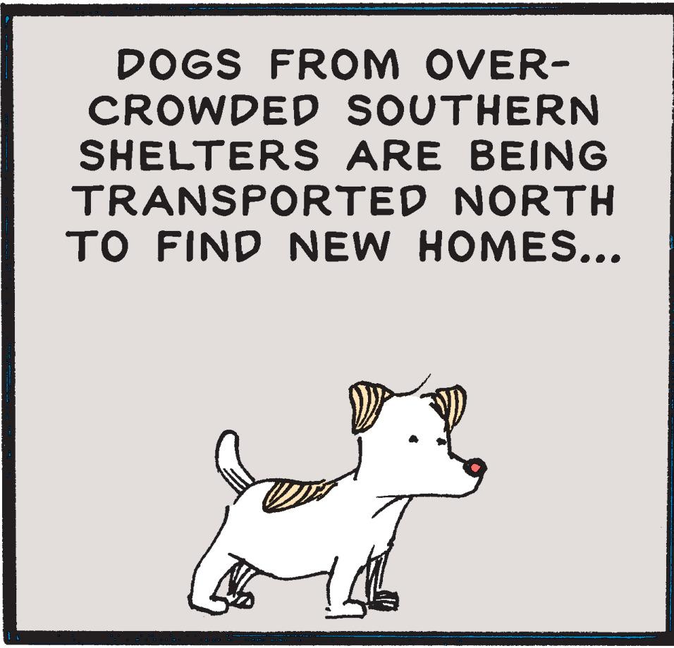 Poster OCR: DOGS FROM OVER- CROWDED SOUTHERN SHELTERS ARE BEING TRANSPORTED NORTH TO FIND NEW HOMES... 15 DOGS FROM OVER CROWDED SOUTHERN SHELTERS ARE BEING TRANSPORTED NORTH TO FIND NEW HOMES ... 15