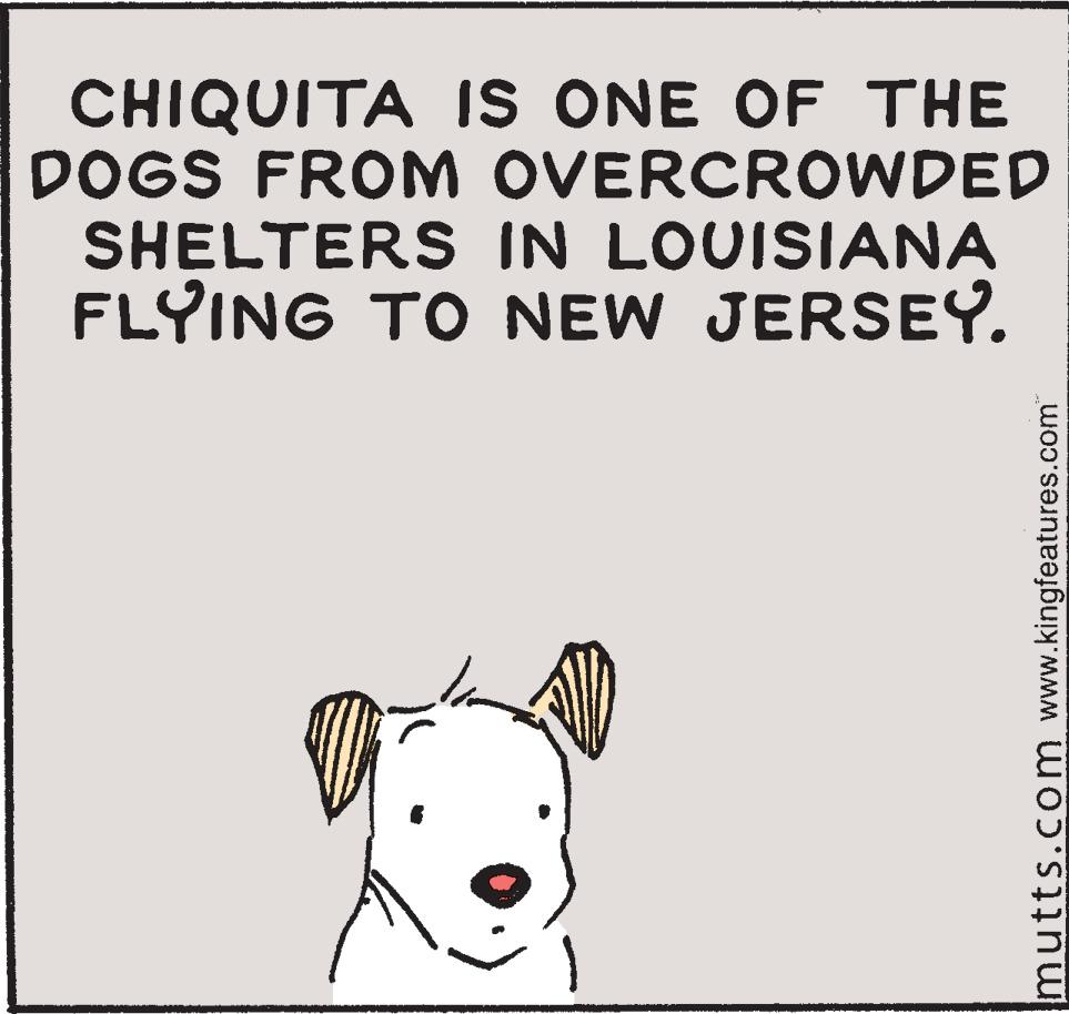 Companion dog OCR: CHIQUITA IS ONE OF THE DOGS FROM OVERCROWDED SHELTERS IN LOUISIANA FLYING TO NEW JERSEY. mutts.com www.kingfeatures.com CHIQUITA IS ONE OF THE DOGS FROM OVERCROWDED SHELTERS IN LOUISIANA FLYING TO NEW JERSEY . mutts.com www.kingfeatures.com