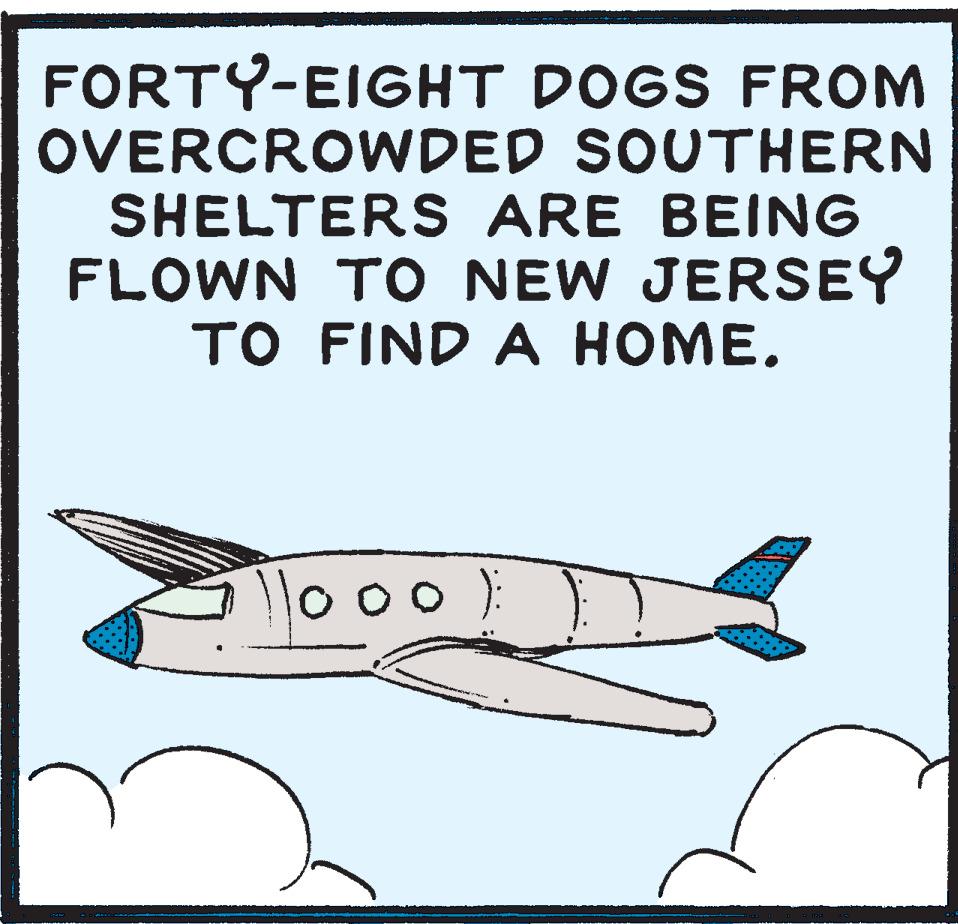 Parallel OCR: FORTY-EIGHT DOGS FROM OVERCROWDED SHELTERS SOUTHERN ARE BEING FLOWN TO NEW JERSEY TO FIND A HOME. 1000) FORTY - EIGHT DOGS FROM OVERCROWDED SHELTERS SOUTHERN ARE BEING FLOWN TO NEW JERSEY TO FIND A HOME . 1000 )