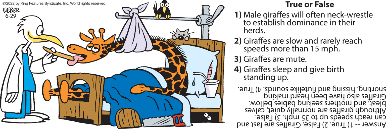 Graphics OCR: ?2022 by King Features SyndicateInc. World rights reserved. WEBER 6-29 True or False 1) Male giraffes will often neck-wrestle to establish dominance in their herds. 2) Giraffes are slow and rarely reach speeds more than 15 mph. 3) Giraffes are mute. give birth 4) Giraffes sleep and standing up. and flutelike sounds. 4) True. snortinghissing Giraffes also have been heard making bleatand mothers seeking babies bellow. Although giraffes are normally quietcalves can reach speeds up to 35 mph. 3) False. Answer - 1) True. 2) False. Giraffes are fast and ?2022 by King Features SyndicateInc. World rights reserved . WEBER 6-29 True or False 1 ) Male giraffes will often neck - wrestle to establish dominance in their herds . 2 ) Giraffes are slow and rarely reach speeds more than 15 mph . 3 ) Giraffes are mute . give birth 4 ) Giraffes sleep and standing up . and flutelike sounds . 4 ) True . snortinghissing Giraffes also have been heard making bleatand mothers seeking babies bellow . Although giraffes are normally quietcalves can reach speeds up to 35 mph . 3 ) False . Answer - 1 ) True . 2 ) False . Giraffes are fast and