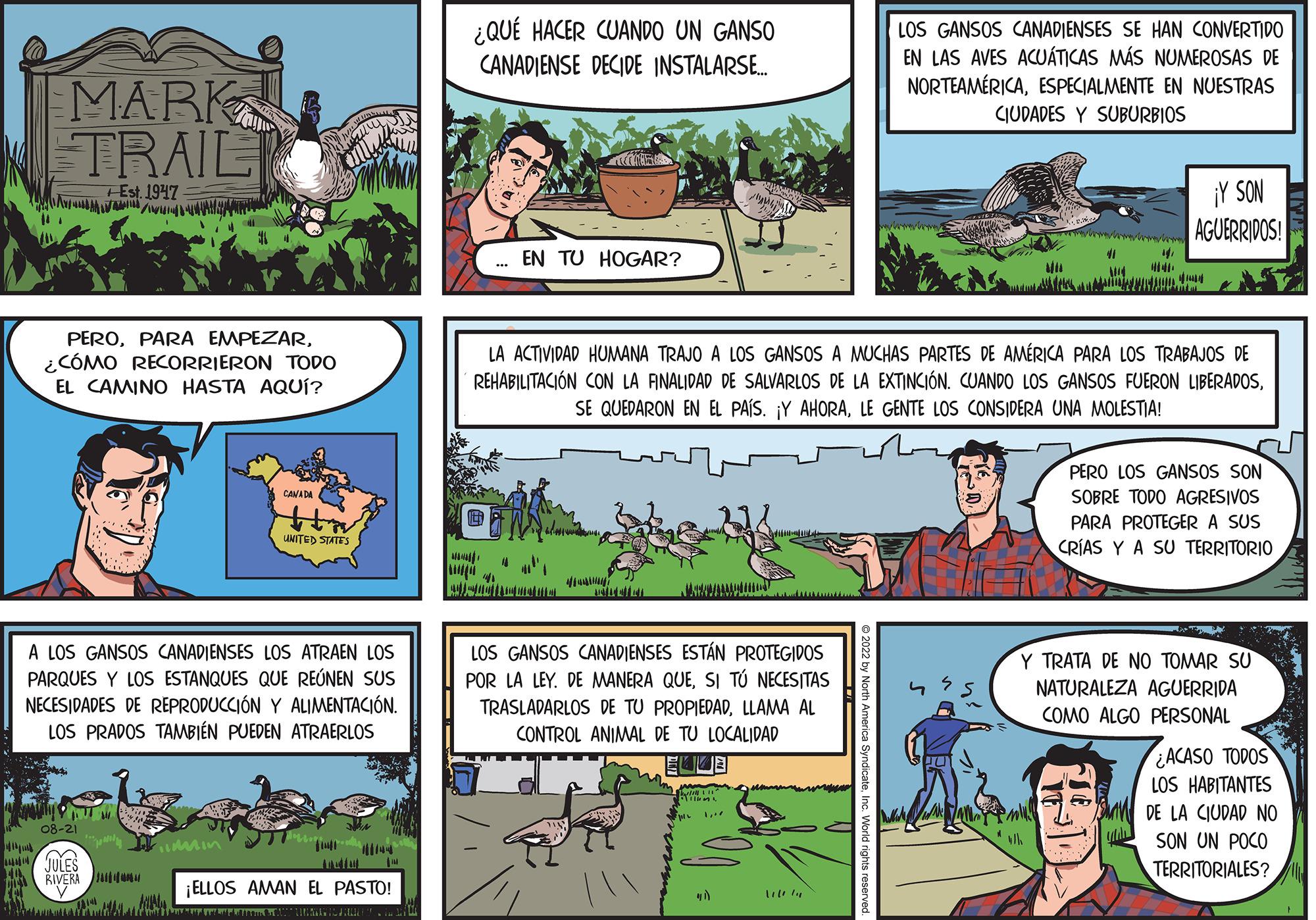 Comic book OCR: MARK TRAIL Est. 1947 w PERO¿CÓMO RECORRIERON TODO EL CAMINO HASTA AQUÍ? THE 08-21 CANADA A LOS GANSOS CANADIENSES LOS ATRAEN LOS PARQUES Y LOS ESTANQUES QUE REÚNEN SUS NECESIDADES DE REPRODUCCIÓN Y ALIMENTACIÓN. LOS PRADOS TAMBIÉN PUEDEN ATRAERLOS LES RIVERA UNITED STATES "Min 911 uf ACTO 144 ¡ELLOS AMAN EL PASTO! E Am & ANIMAGAL ¿QUÉ HACER CUANDO UN GANSO CANADIENSE DECIDE INSTALARSE... EN TU HOGAR? 41 LOS GANSOS CANADIENSES ESTÁN PROTEGIDOS POR LA LEY. DE MANERA QUESI TÚ NECESITAS TRASLADARLOS DE TU PROPIEDADLLAMA AL CONTROL ANIMAL DE TU LOCALIDAD ELLE piz Tivt "" LOS GANSOS CANADIENSES SE HAN CONVERTIDO EN LAS AVES ACUÁTICAS MÁS NUMEROSAS DE NORTEAMÉRICAESPECIALMENTE EN NUESTRAS CIUDADES Y SUBURBIOS 112/4 MA MA A LA ACTIVIDAD HUMANA TRAJO A LOS GANSOS A MUCHAS PARTES DE AMÉRICA PARA LOS TRABAJOS DE REHABILITACIÓN CON LA FINALIDAD DE SALVARLOS DE LA EXTINCIÓN. CUANDO LOS GANSOS FUERON LIBERADOSLE GENTE LOS CONSIDERA UNA MOLESTIA! 41 M 41 14 ¡Y SON AGUERRIDOS! CU PERO LOS GANSOS SON SOBRE TODO AGRESIVOS PARA PROTEGER A SUS CRÍAS Y A SU TERRITORIO Y TRATA DE NO TOMAR SU NATURALEZA AGUERRIDA COMO ALGO PERSONAL ACASO TODOS LOS HABITANTES SM DE LA CIUDAD NO SON UN POCO TERRITORIALES? MARK TRAIL Est . 1947 w PEROPARA EMPEZAR¿ CÓMO RECORRIERON TODO EL CAMINO HASTA AQUÍ ? THE 08-21 CANADA A LOS GANSOS CANADIENSES LOS ATRAEN LOS PARQUES Y LOS ESTANQUES QUE REÚNEN SUS NECESIDADES DE REPRODUCCIÓN Y ALIMENTACIÓN . LOS PRADOS TAMBIÉN PUEDEN ATRAERLOS LES RIVERA UNITED STATES " Min 911 uf ACTO 144 ¡ ELLOS AMAN EL PASTO ! E Am & ANIMAGAL ¿ QUÉ HACER CUANDO UN GANSO CANADIENSE DECIDE INSTALARSE ... EN TU HOGAR ? 41 LOS GANSOS CANADIENSES ESTÁN PROTEGIDOS POR LA LEY . DE MANERA QUESI TÚ NECESITAS TRASLADARLOS DE TU PROPIEDADLLAMA AL CONTROL ANIMAL DE TU LOCALIDAD ELLE piz Tivt " " LOS GANSOS CANADIENSES SE HAN CONVERTIDO EN LAS AVES ACUÁTICAS MÁS NUMEROSAS DE NORTEAMÉRICAESPECIALMENTE EN NUESTRAS CIUDADES Y SUBURBIOS 112/4 MA MA A LA ACTIVIDAD HUMANA TRAJO A LOS GANSOS A MUCHAS PARTES DE AMÉRICA PARA LOS TRABAJOS DE REHABILITACIÓN CON LA FINALIDAD DE SALVARLOS DE LA EXTINCIÓN . CUANDO LOS GANSOS FUERON LIBERADOSSE QUEDARON EN EL PAÍS . ¡ Y AHORALE GENTE LOS CONSIDERA UNA MOLESTIA ! 41 M 41 14 ¡ Y SON AGUERRIDOS ! CU PERO LOS GANSOS SON SOBRE TODO AGRESIVOS PARA PROTEGER A SUS CRÍAS Y A SU TERRITORIO Y TRATA DE NO TOMAR SU NATURALEZA AGUERRIDA COMO ALGO PERSONAL ACASO TODOS LOS HABITANTES SM DE LA CIUDAD NO SON UN POCO TERRITORIALES ?
