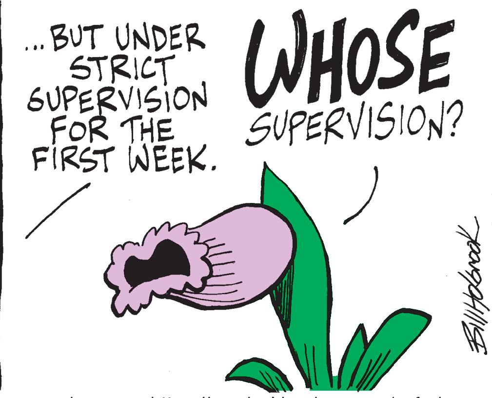 Art OCR: ... BUT UNDER STRICT SUPERVISION FOR THE FIRST WEEK. WHOSE SUPERVISION? Bill Holbrook ... BUT UNDER STRICT SUPERVISION FOR THE FIRST WEEK . WHOSE SUPERVISION ? Bill Holbrook