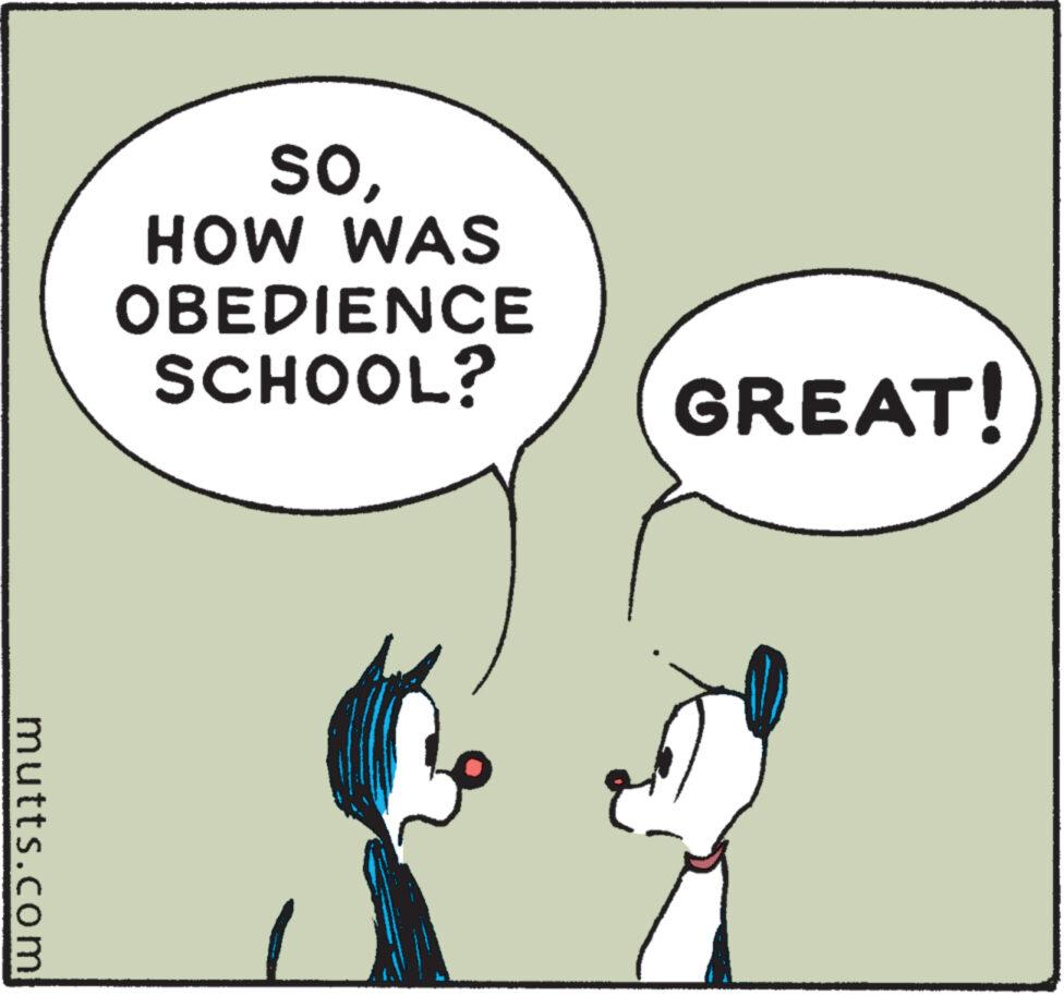 Rectangle OCR: mutts.com SOHOW WAS OBEDIENCE SCHOOL? GREAT! mutts.com SOHOW WAS OBEDIENCE SCHOOL ? GREAT !