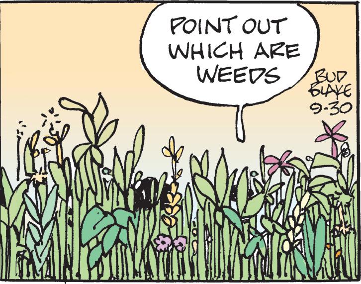 Drawing OCR: POINT OUT WHICH ARE WEEDS BUD BLAKE 9-30 POINT OUT WHICH ARE WEEDS BUD BLAKE 9-30
