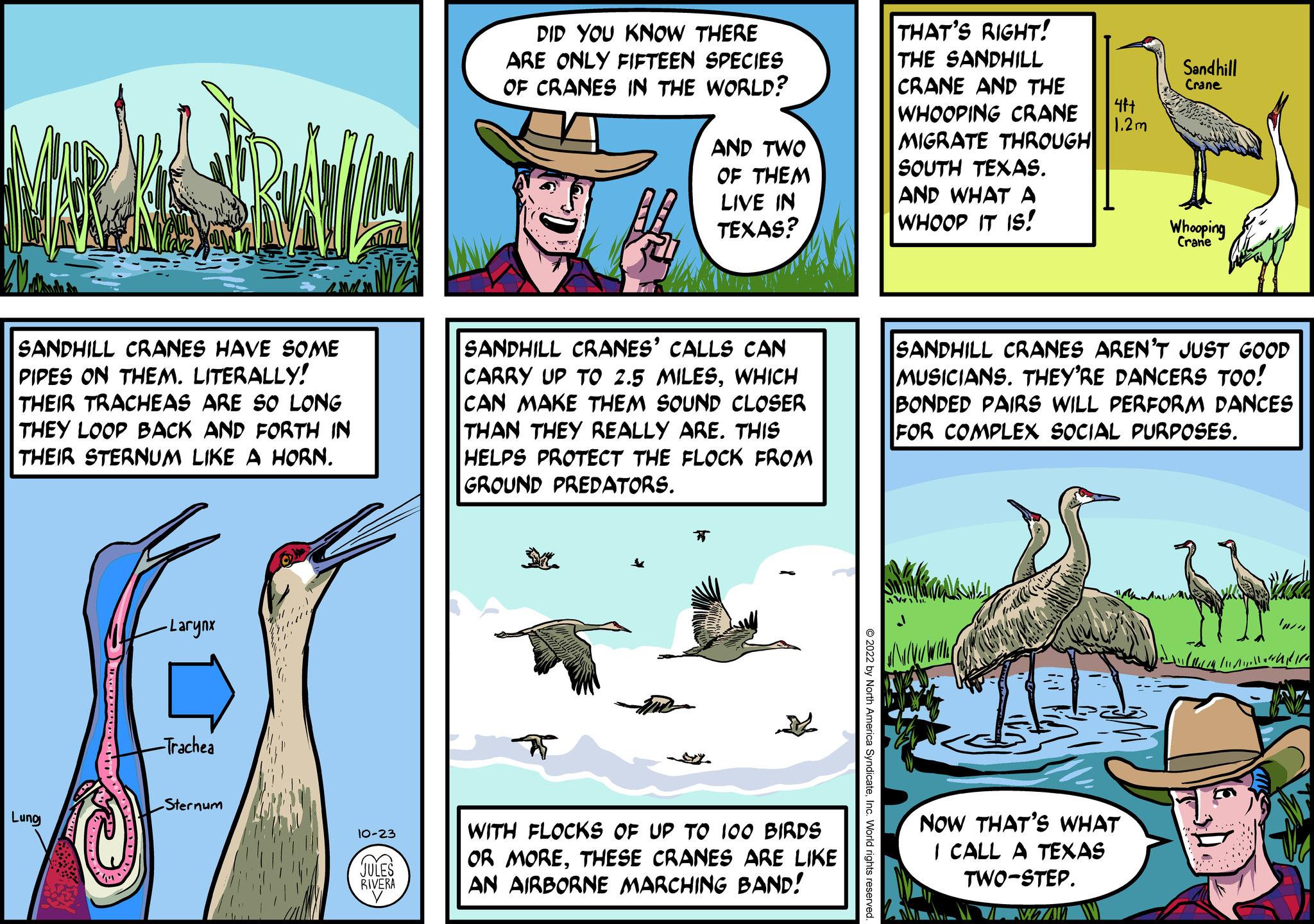 Fiction OCR: SANDHILL CRANES HAVE SOME PIPES ON THEM. LITERALLY! THEIR TRACHEAS ARE SO LONG THEY LOOP BACK AND FORTH IN THEIR STERNUM LIKE A HORN. Lung -Larynx -Trachea -Sternum 10-23 JULES RIVERA DID YOU KNOW THERE ARE ONLY FIFTEEN SPECIES OF CRANES IN THE WORLD? AND TWO OF THEM LIVE IN TEXAS? SANDHILL CRANES' CALLS CAN CARRY UP TO 2.5 MILESWHICH CAN MAKE THEM SOUND CLOSER THAN THEY REALLY ARE. THIS HELPS PROTECT THE FLOCK FROM GROUND PREDATORS. WITH FLOCKS OF UP TO 100 BIRDS OR MORETHESE CRANES ARE LIKE AN AIRBORNE MARCHING BAND! THAT'S RIGHT! THE SANDHILL CRANE AND THE WHOOPING CRANE MIGRATE THROUGH SOUTH TEXAS. AND WHAT A WHOOP IT IS! 47+ 1.2m Sandhill Crane NOW THAT'S WHAT I CALL A TEXAS TWO-STEP. WAZI Whooping Crane SANDHILL CRANES AREN'T JUST GOOD MUSICIANS. THEY'RE DANCERS TOO! BONDED PAIRS WILL PERFORM DANCES FOR COMPLEX SOCIAL PURPOSES. 'w ?????? ?? SANDHILL CRANES HAVE SOME PIPES ON THEM . LITERALLY ! THEIR TRACHEAS ARE SO LONG THEY LOOP BACK AND FORTH IN THEIR STERNUM LIKE A HORN . Lung -Larynx -Trachea -Sternum 10-23 JULES RIVERA DID YOU KNOW THERE ARE ONLY FIFTEEN SPECIES OF CRANES IN THE WORLD ? AND TWO OF THEM LIVE IN TEXAS ? SANDHILL CRANES ' CALLS CAN CARRY UP TO 2.5 MILESWHICH CAN MAKE THEM SOUND CLOSER THAN THEY REALLY ARE . THIS HELPS PROTECT THE FLOCK FROM GROUND PREDATORS . WITH FLOCKS OF UP TO 100 BIRDS OR MORETHESE CRANES ARE LIKE AN AIRBORNE MARCHING BAND ! THAT'S RIGHT ! THE SANDHILL CRANE AND THE WHOOPING CRANE MIGRATE THROUGH SOUTH TEXAS . AND WHAT A WHOOP IT IS ! 47+ 1.2m Sandhill Crane NOW THAT'S WHAT I CALL A TEXAS TWO - STEP . WAZI Whooping Crane SANDHILL CRANES AREN'T JUST GOOD MUSICIANS . THEY'RE DANCERS TOO ! BONDED PAIRS WILL PERFORM DANCES FOR COMPLEX SOCIAL PURPOSES . ' w ?????? ??