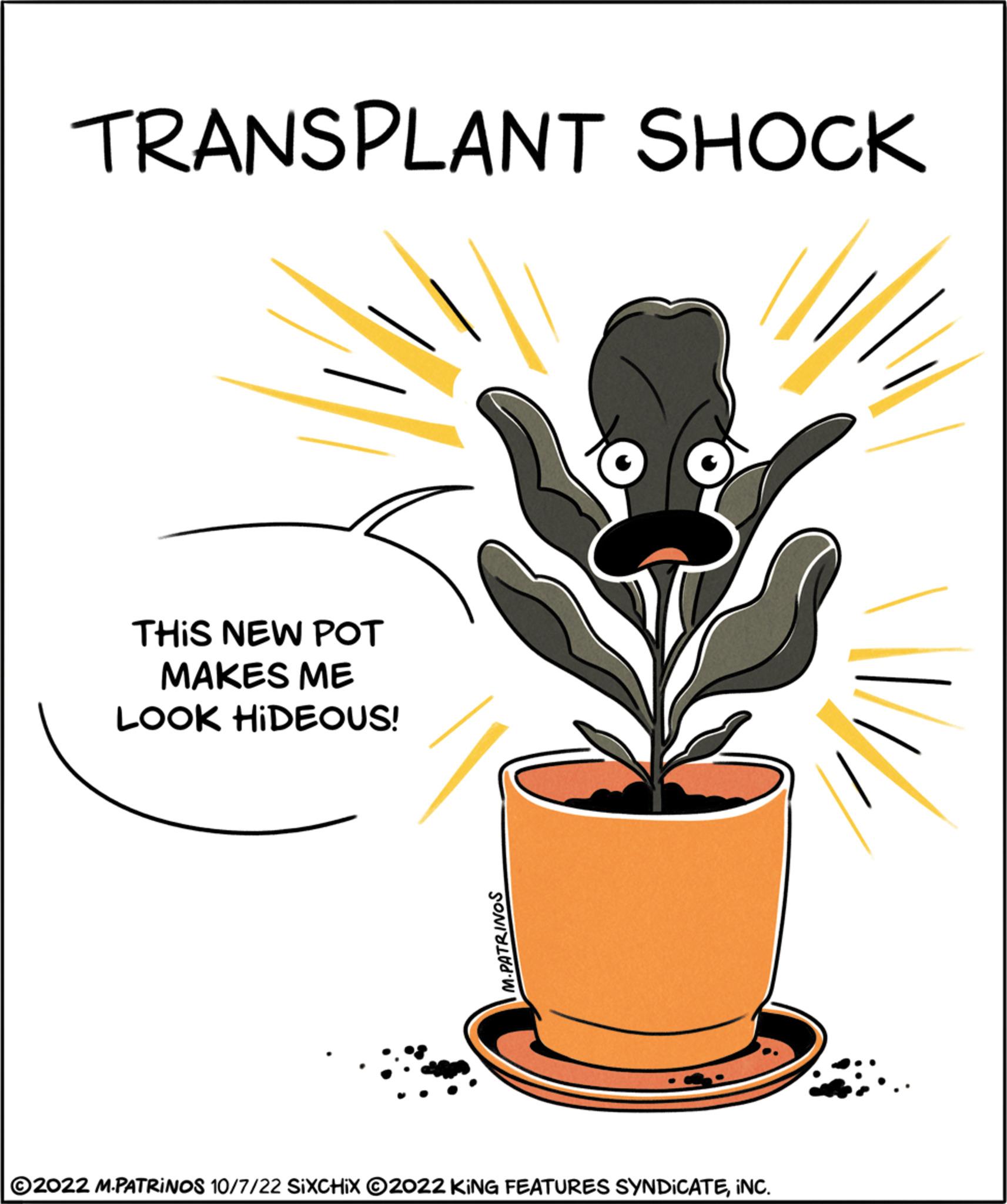 Flower OCR: TRANSPLANT SHOCK THIS NEW POT MAKES ME LOOK HIDEOUS! M.PATRINOS ?2022 M.PATRINOS 10/7/22 SIXCHIX ©2022 KING FEATURES SYNDICATEINC. TRANSPLANT SHOCK THIS NEW POT MAKES ME LOOK HIDEOUS ! M.PATRINOS ?2022 M.PATRINOS 10/7/22 SIXCHIX © 2022 KING FEATURES SYNDICATEINC .