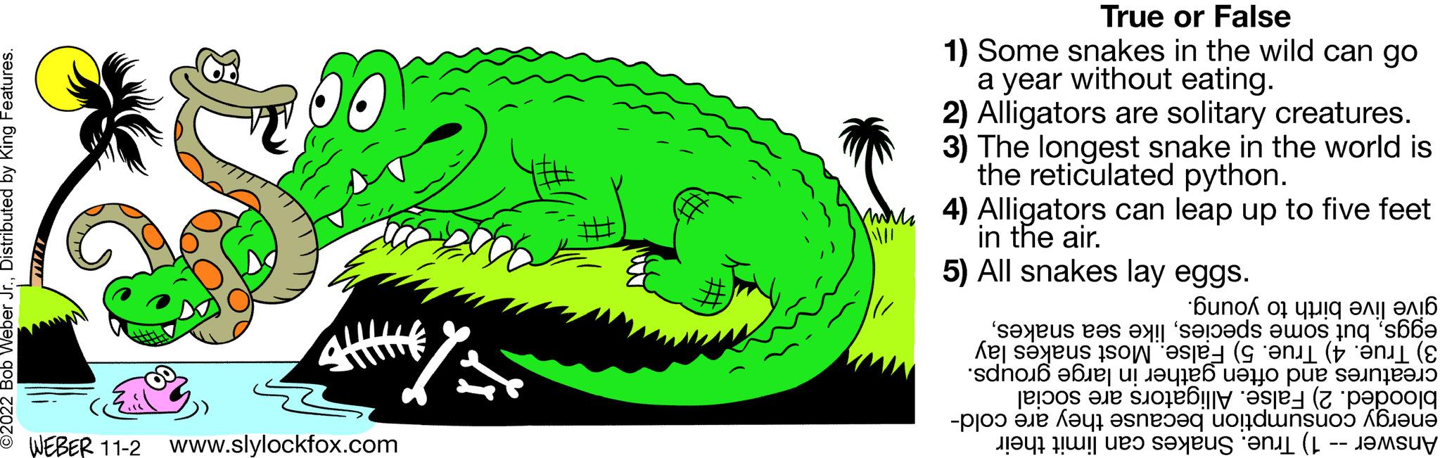 Grass OCR: ?2022 Bob Weber Jr.Distributed by King Features. 56 WEBER 11-2 www.slylockfox.com True or False 1) Some snakes in the wild can go a year without eating. 2) Alligators are solitary creatures. 3) The longest snake in the world is the reticulated python. 4) Alligators can leap up to five feet in the air. All snakes lay 5) eggs. to young. live birth give eggs3) Tru?. 4) True. 5) False. Most snakes lay creatures and often gather in large groups. blooded. 2) False. Alligators are social energy consumption because they are cold- Answer -- 1) True. Snakes can limit their ?2022 Bob Weber Jr.Distributed by King Features . 56 WEBER 11-2 www.slylockfox.com True or False 1 ) Some snakes in the wild can go a year without eating . 2 ) Alligators are solitary creatures . 3 ) The longest snake in the world is the reticulated python . 4 ) Alligators can leap up to five feet in the air . All snakes lay 5 ) eggs . to young . live birth give eggsbut some specieslike sea snakes3 ) Tru? . 4 ) True . 5 ) False . Most snakes lay creatures and often gather in large groups . blooded . 2 ) False . Alligators are social energy consumption because they are cold Answer -- 1 ) True . Snakes can limit their