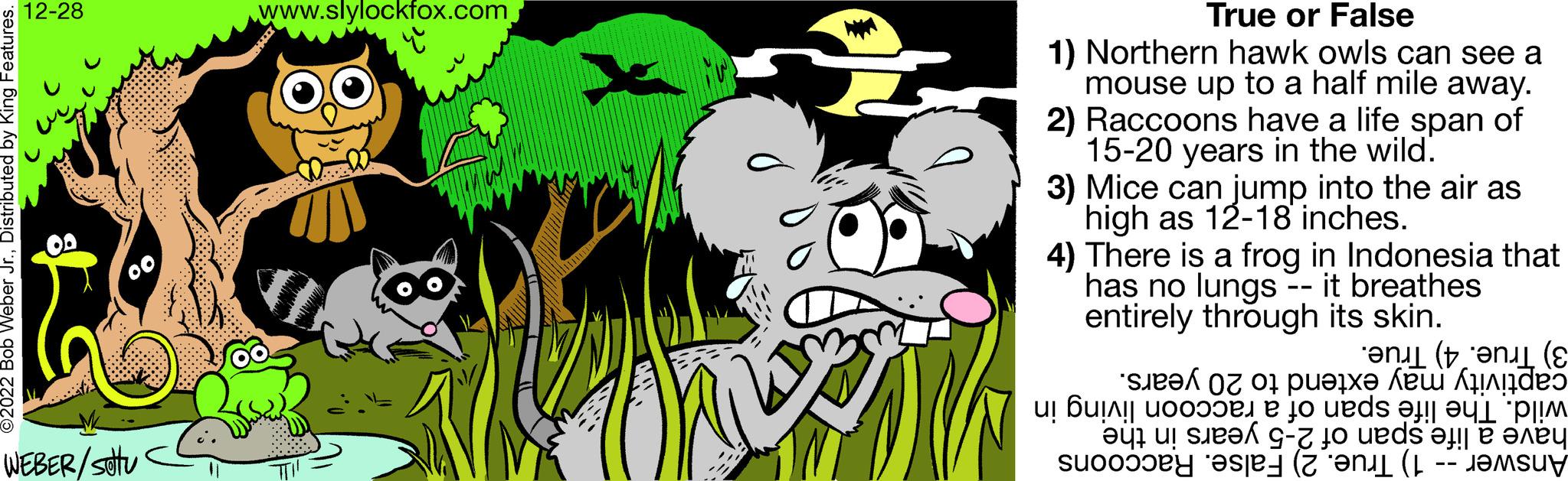 Illustration OCR: ?2022 Bob Weber Jr.Distributed by King Features. 12-28 WEBER/stu www.slylockfox.com True or False 1) Northern hawk owls can see a mouse up to a half mile away. 2) Raccoons have a life span of 15-20 years in the wild. 3) Mice can jump into the air as high as 12-18 inches. 4) There is a frog in Indonesia that has no lungs -- it breathes entirely through its skin. 3) True. 4) True. captivity may extend to 20 years. wild. The life span of a raccoon living in have a life span of 2-5 years in the Answer -- 1) True. 2) False. Raccoons ?2022 Bob Weber Jr.Distributed by King Features . 12-28 WEBER / stu www.slylockfox.com True or False 1 ) Northern hawk owls can see a mouse up to a half mile away . 2 ) Raccoons have a life span of 15-20 years in the wild . 3 ) Mice can jump into the air as high as 12-18 inches . 4 ) There is a frog in Indonesia that has no lungs -- it breathes entirely through its skin . 3 ) True . 4 ) True . captivity may extend to 20 years . wild . The life span of a raccoon living in have a life span of 2-5 years in the Answer -- 1 ) True . 2 ) False . Raccoons