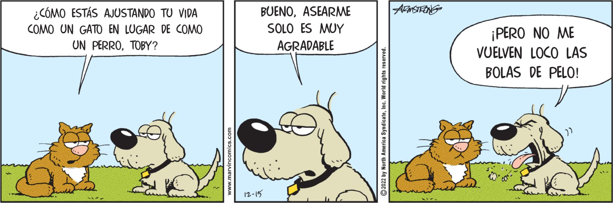 Terrestrial animal OCR: ¿CÓMO ESTÁS AJUSTANDO TU VIDA COMO UN GATO EN LUGAR DE COMO UN PERROTOBY? www.marvincomics.com BUENOASEARME SOLO ES MUY AGRADABLE 12-15 ?2022 by North America SyndicateInc. World rights reserved. ARMSTRONG ¡PERO NO ME VUELVEN LOCO LAS BOLAS DE PELO! )) ¿ CÓMO ESTÁS AJUSTANDO TU VIDA COMO UN GATO EN LUGAR DE COMO UN PERROTOBY ? www.marvincomics.com BUENOASEARME SOLO ES MUY AGRADABLE 12-15 ?2022 by North America SyndicateInc. World rights reserved . ARMSTRONG ¡ PERO NO ME VUELVEN LOCO LAS BOLAS DE PELO ! ) )