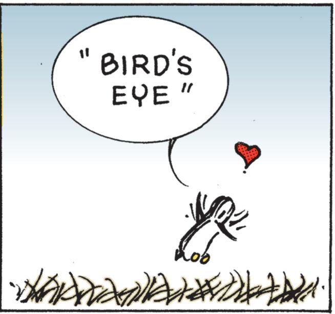 Circle OCR: 11 BIRD'S EYE" # 11 BIRD'S EYE " #