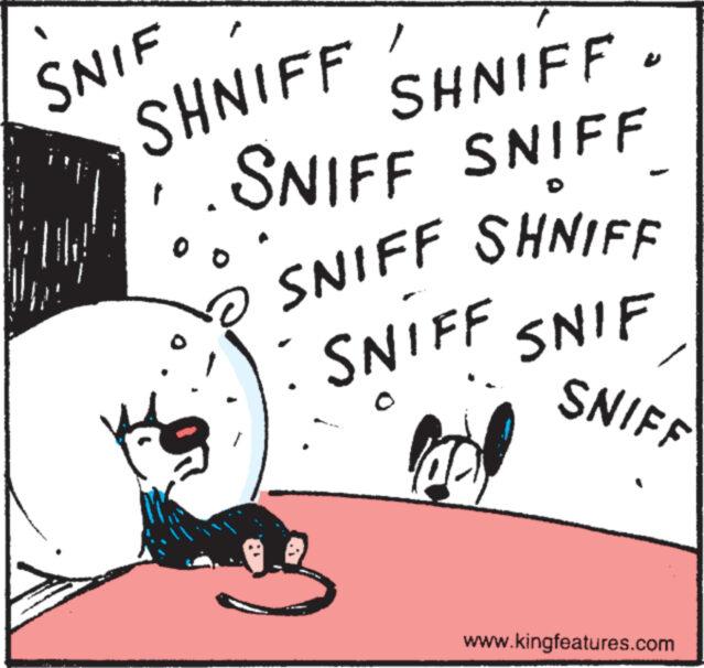Rectangle OCR: SNIF SHNIFF SHNIFF SNIFF SNIFF 00 wwwww SNIFF SHNIFF SNIFF SNIF SNIFF www.kingfeatures.com SNIF SHNIFF SHNIFF SNIFF SNIFF 00 wwwww SNIFF SHNIFF SNIFF SNIF SNIFF www.kingfeatures.com