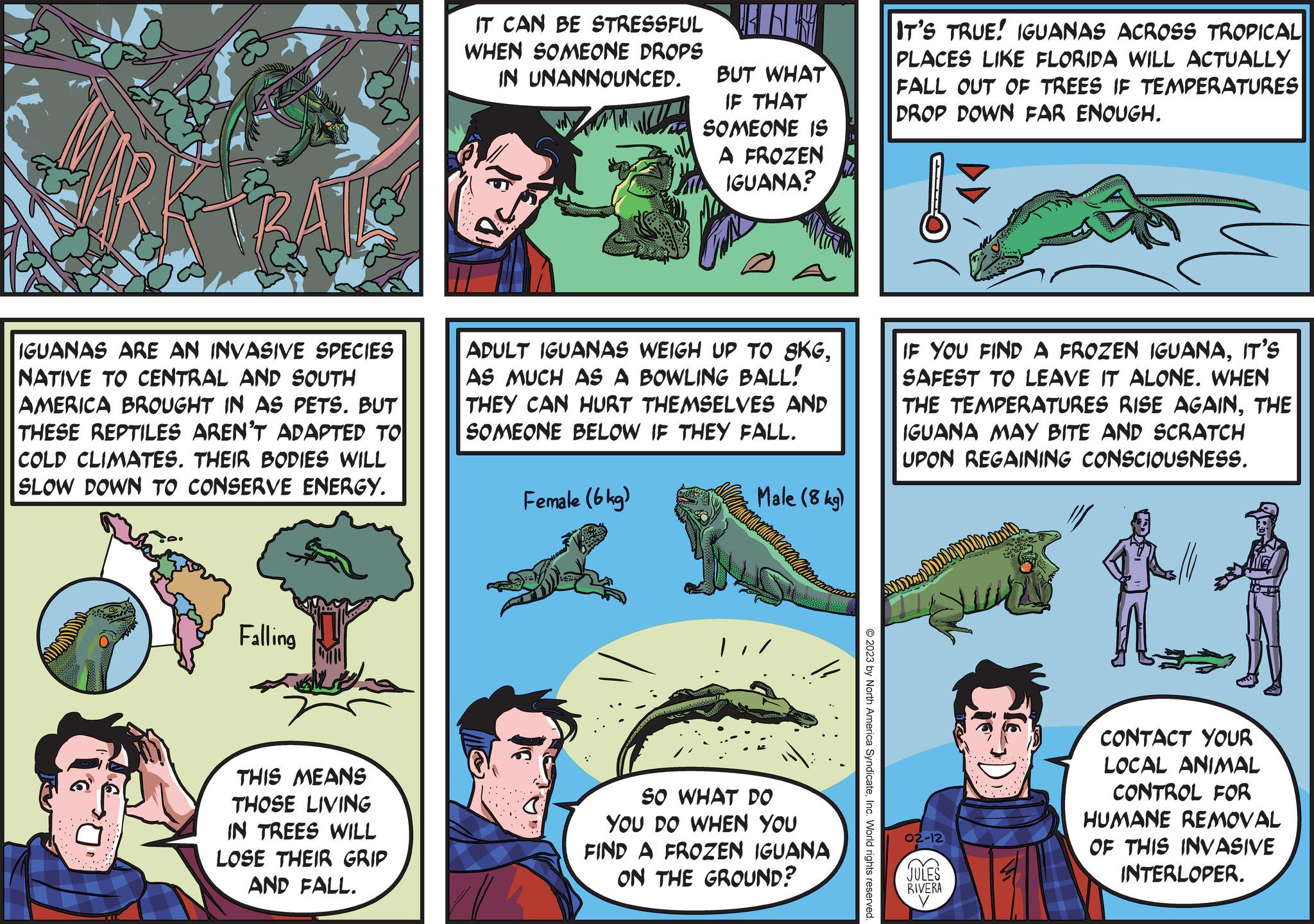 Publication OCR: IGUANAS ARE AN INVASIVE SPECIES NATIVE TO CENTRAL AND SOUTH AMERICA BROUGHT IN AS PETS. BUT THESE REPTILES AREN'T ADAPTED TO COLD CLIMATES. THEIR BODIES WILL SLOW DOWN TO CONSERVE ENERGY. Falling THIS MEANS THOSE LIVING IN TREES WILL LOSE THEIR GRIP AND FALL. IT CAN BE STRESSFUL WHEN SOMEONE DROPS IN UNANNOUNCED. BUT WHAT IF THAT SOMEONE IS A FROZEN IGUANA? ADULT IGUANAS WEIGH UP TO 8KGAS MUCH AS A BOWLING BALL! THEY CAN HURT THEMSELVES AND SOMEONE BELOW IF THEY FALL. Female (6kg) Male (8 kg) Caanalla SO WHAT DO YOU DO WHEN YOU FIND A FROZEN IGUANA ON THE GROUND? © 2023 by North America SyndicateInc. World rights reserved. IT'S TRUE! IGUANAS ACROSS TROPICAL PLACES LIKE FLORIDA WILL ACTUALLY FALL OUT OF TREES IF TEMPERATURES DROP DOWN FAR ENOUGH. IF YOU FIND A FROZEN IGUANAIT'S SAFEST TO LEAVE IT ALONE. WHEN THE TEMPERATURES RISE AGAINTHE IGUANA MAY BITE AND SCRATCH UPON REGAINING CONSCIOUSNESS. sama pell m Ambal 02-12 JULES RIVERA y CONTACT YOUR LOCAL ANIMAL CONTROL FOR HUMANE REMOVAL OF THIS INVASIVE INTERLOPER. IGUANAS ARE AN INVASIVE SPECIES NATIVE TO CENTRAL AND SOUTH AMERICA BROUGHT IN AS PETS . BUT THESE REPTILES AREN'T ADAPTED TO COLD CLIMATES . THEIR BODIES WILL SLOW DOWN TO CONSERVE ENERGY . Falling THIS MEANS THOSE LIVING IN TREES WILL LOSE THEIR GRIP AND FALL . IT CAN BE STRESSFUL WHEN SOMEONE DROPS IN UNANNOUNCED . BUT WHAT IF THAT SOMEONE IS A FROZEN IGUANA ? ADULT IGUANAS WEIGH UP TO 8KGAS MUCH AS A BOWLING BALL ! THEY CAN HURT THEMSELVES AND SOMEONE BELOW IF THEY FALL . Female ( 6kg ) Male ( 8 kg ) Caanalla SO WHAT DO YOU DO WHEN YOU FIND A FROZEN IGUANA ON THE GROUND ? © 2023 by North America SyndicateInc. World rights reserved . IT'S TRUE ! IGUANAS ACROSS TROPICAL PLACES LIKE FLORIDA WILL ACTUALLY FALL OUT OF TREES IF TEMPERATURES DROP DOWN FAR ENOUGH . IF YOU FIND A FROZEN IGUANAIT'S SAFEST TO LEAVE IT ALONE . WHEN THE TEMPERATURES RISE AGAINTHE IGUANA MAY BITE AND SCRATCH UPON REGAINING CONSCIOUSNESS . sama pell m Ambal 02-12 JULES RIVERA y CONTACT YOUR LOCAL ANIMAL CONTROL FOR HUMANE REMOVAL OF THIS INVASIVE INTERLOPER .