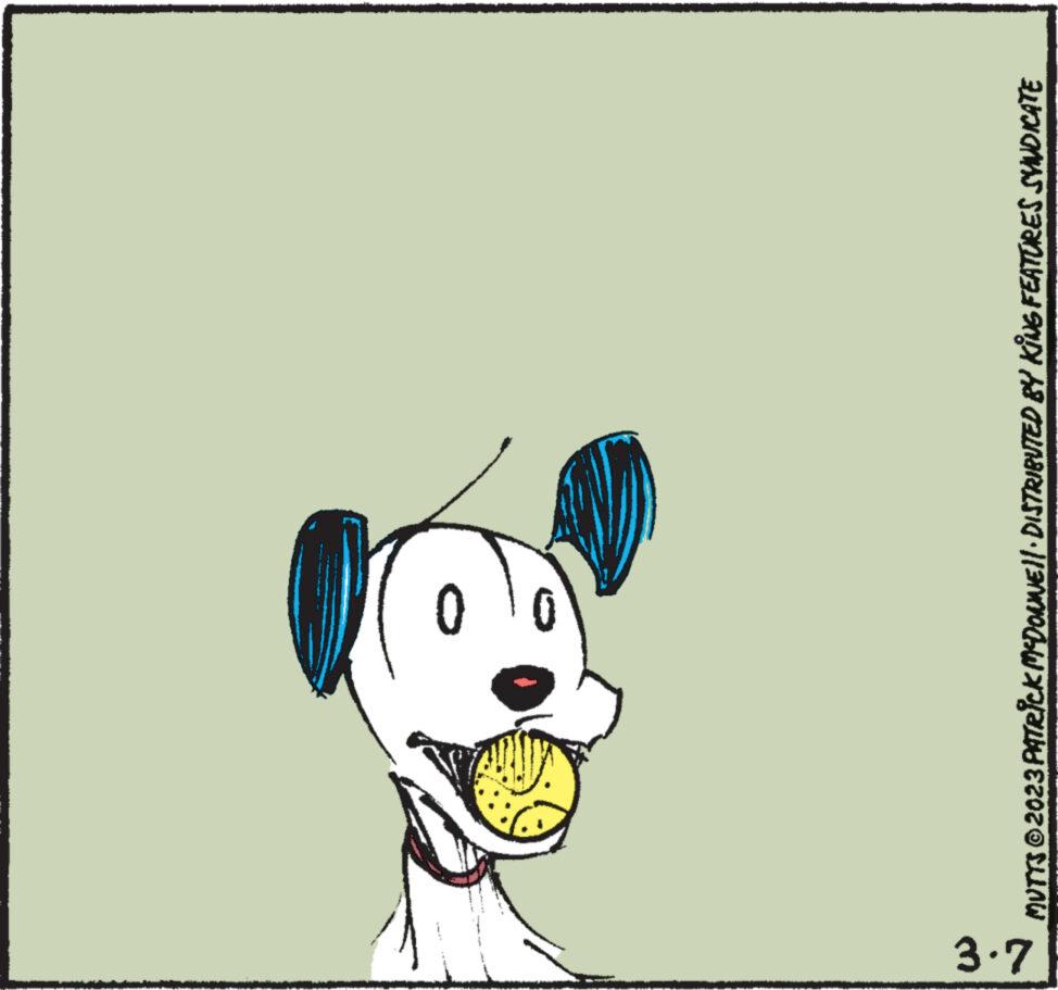 Companion dog OCR: 3.7 10 MUTTS © 2023 PATRICK MCDONNE||· DISTRIBUTED BY KING FEATURES SYNDICATE 3.7 10 MUTTS © 2023 PATRICK MCDONNE || · DISTRIBUTED BY KING FEATURES SYNDICATE