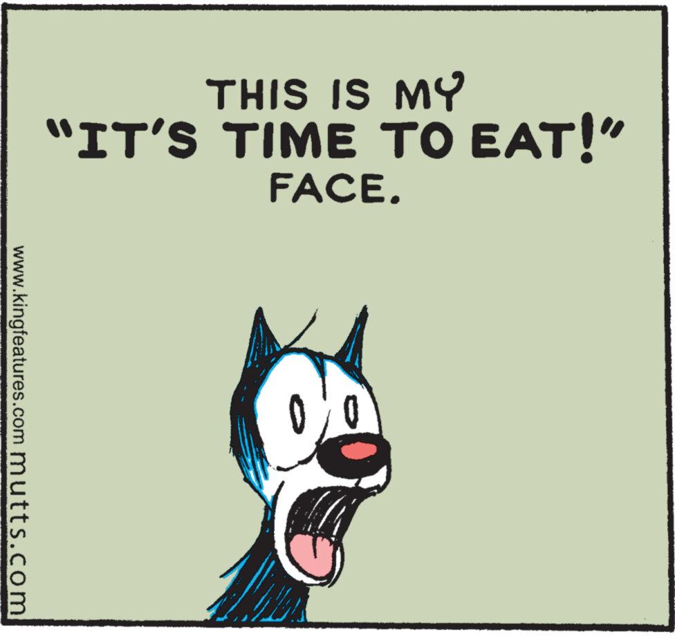 Terrestrial animal OCR: www.kingfeatures.com mutts.com THIS IS MY "IT'S TIME TO EAT!" FACE. www.kingfeatures.com mutts.com THIS IS MY " IT'S TIME TO EAT ! " FACE .