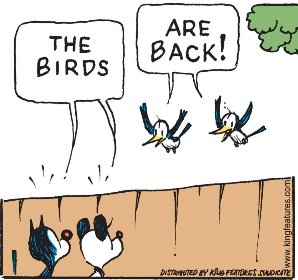 Gesture OCR: ARE BACK! THE BIRDS JY W k I''s www.kingfeatures.com DISTRIBUTED BY KING FEATURES SYNDICATE ARE BACK ! THE BIRDS JY W k I''s www.kingfeatures.com DISTRIBUTED BY KING FEATURES SYNDICATE