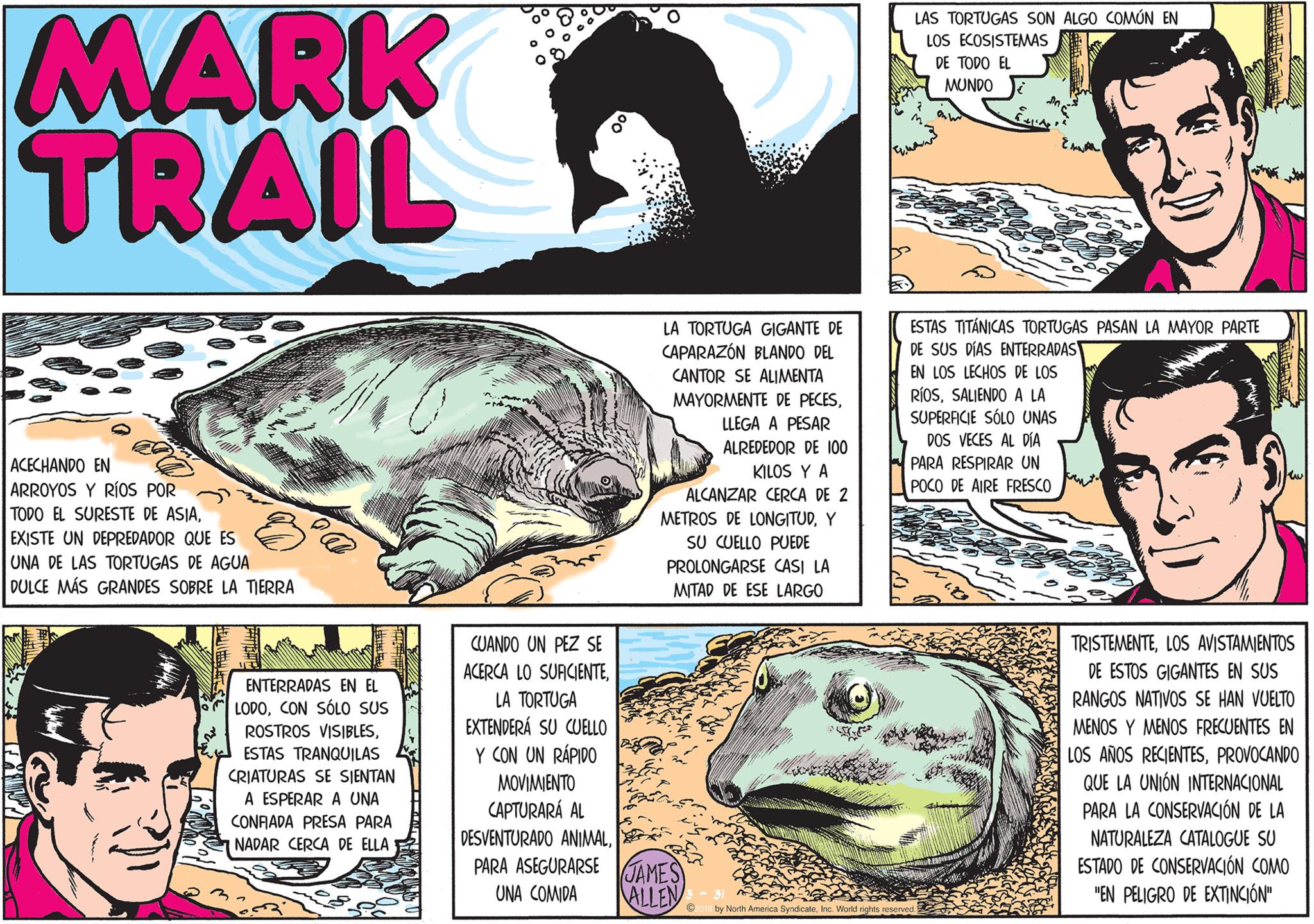 Human OCR: MARK TRAIL ACECHANDO EN ARROYOS Y RÍOS POR TODO EL SURESTE DE ASIAEXISTE UN DEPREDADOR QUE ES UNA DE LAS TORTUGAS DE AGUA DULCE MÁS GRANDES SOBRE LA TIERRA ENTERRADAS EN EL LODOCON SÓLO SUS ROSTROS VISIBLESESTAS TRANQUILAS CRIATURAS SE SIENTAN A ESPERAR A UNA CONFIADA PRESA PARA NADAR CERCA DE ELLA CUANDO UN PEZ SE ACERCA LO SUFICIENTELA TORTUGA EXTENDERÁ SU CUELLO Y CON UN RÁPIDO MOVIMIENTO CAPTURARÁ AL DESVENTURADO ANIMALPARA ASEGURARSE UNA COMIDA LA TORTUGA GIGANTE DE CAPARAZÓN BLANDO DEL CANTOR SE ALIMENTA MAYORMENTE DE PECESLLEGA A PESAR ALREDEDOR DE 100 KILOS Y A ALCANZAR CERCA DE 2 METROS DE LONGITUDY SU CUELLO PUEDE PROLONGARSE CASI LA MITAD DE ESE LARGO FETES JAMES ALLEN ? LAS TORTUGAS SON ALGO COMÚN EN LOS ECOSISTEMAS DE TODO EL MUNDO n by North America SyndicateInc. World rights reserved. EANAL ESTAS TITÁNICAS TORTUGAS PASAN LA MAYOR PARTE DE SUS DÍAS ENTERRADAS EN LOS LECHOS DE LOS RÍOSSALIENDO A LA SUPERFICIE SÓLO UNAS DOS VECES AL DÍA PARA RESPIRAR UN POCO DE AIRE FRESCO T FARIEB uu TRISTEMENTELOS AVISTAMIENTOS DE ESTOS GIGANTES EN SUS RANGOS NATIVOS SE HAN VUELTO MENOS Y MENOS FRECUENTES EN LOS AÑOS RECIENTESPROVOCANDO QUE LA UNIÓN INTERNACIONAL PARA LA CONSERVACIÓN DE LA NATURALEZA CATALOGUE SU ESTADO DE CONSERVACIÓN COMO "EN PELIGRO DE EXTINCIÓN" MARK TRAIL ACECHANDO EN ARROYOS Y RÍOS POR TODO EL SURESTE DE ASIAEXISTE UN DEPREDADOR QUE ES UNA DE LAS TORTUGAS DE AGUA DULCE MÁS GRANDES SOBRE LA TIERRA ENTERRADAS EN EL LODOCON SÓLO SUS ROSTROS VISIBLESESTAS TRANQUILAS CRIATURAS SE SIENTAN A ESPERAR A UNA CONFIADA PRESA PARA NADAR CERCA DE ELLA CUANDO UN PEZ SE ACERCA LO SUFICIENTELA TORTUGA EXTENDERÁ SU CUELLO Y CON UN RÁPIDO MOVIMIENTO CAPTURARÁ AL DESVENTURADO ANIMALPARA ASEGURARSE UNA COMIDA LA TORTUGA GIGANTE DE CAPARAZÓN BLANDO DEL CANTOR SE ALIMENTA MAYORMENTE DE PECESLLEGA A PESAR ALREDEDOR DE 100 KILOS Y A ALCANZAR CERCA DE 2 METROS DE LONGITUDY SU CUELLO PUEDE PROLONGARSE CASI LA MITAD DE ESE LARGO FETES JAMES ALLEN ? LAS TORTUGAS SON ALGO COMÚN EN LOS ECOSISTEMAS DE TODO EL MUNDO n by North America SyndicateInc. World rights reserved . EANAL ESTAS TITÁNICAS TORTUGAS PASAN LA MAYOR PARTE DE SUS DÍAS ENTERRADAS EN LOS LECHOS DE LOS RÍOSSALIENDO A LA SUPERFICIE SÓLO UNAS DOS VECES AL DÍA PARA RESPIRAR UN POCO DE AIRE FRESCO T FARIEB uu TRISTEMENTELOS AVISTAMIENTOS DE ESTOS GIGANTES EN SUS RANGOS NATIVOS SE HAN VUELTO MENOS Y MENOS FRECUENTES EN LOS AÑOS RECIENTESPROVOCANDO QUE LA UNIÓN INTERNACIONAL PARA LA CONSERVACIÓN DE LA NATURALEZA CATALOGUE SU ESTADO DE CONSERVACIÓN COMO " EN PELIGRO DE EXTINCIÓN "