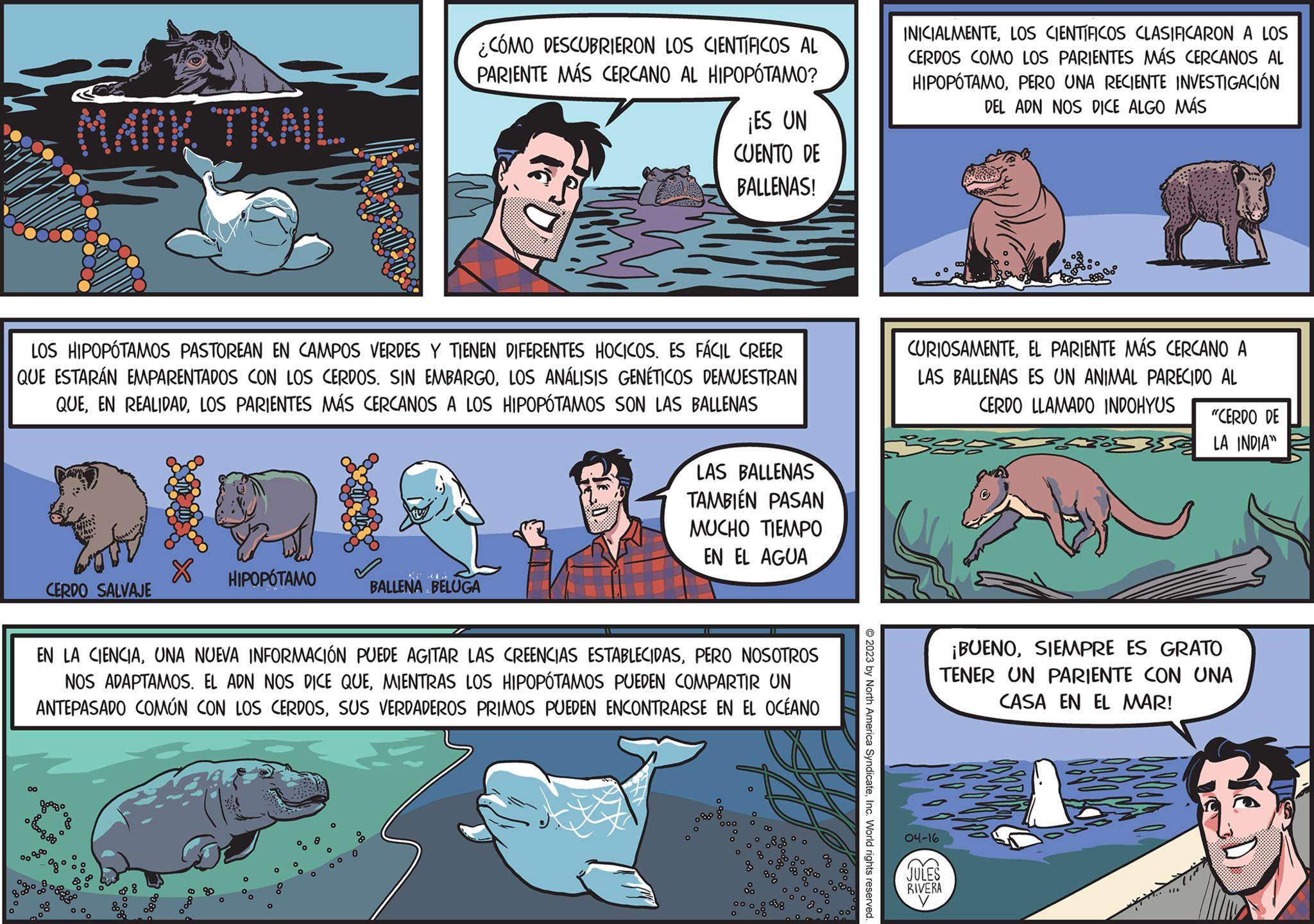 Parallel OCR: CERDO SALVAJE 00 ???? LOS HIPOPOTAMOS PASTOREAN EN CAMPOS VERDES Y TIENEN DIFERENTES HOCICOS. ES FÁCIL CREER QUE ESTARÁN EMPARENTADOS CON LOS CERDOS. SIN EMBARGOLOS ANÁLISIS GENÉTICOS DEMUESTRAN QUELOS PARIENTES MÁS CERCANOS A LOS HIPOPOTAMOS SON LAS BALLENAS X googo 8888 HIPOPÓTAMO %0 O EN LA CIENCIAPERO NOSOTROS NOS ADAPTAMOS. EL ADN NOS DICE QUEMIENTRAS LOS HIPOPOTAMOS PUEDEN COMPARTIR UN ANTEPASADO COMÚN CON LOS CERDOSSUS VERDADEROS PRIMOS PUEDEN ENCONTRARSE EN EL OCÉANO O O ° MOOO O 8 O ¿CÓMO DESCUBRIERON LOS CIENTÍFICOS AL PARIENTE MÁS CERCANO AL HIPOPOTAMO? oo 8 ¡ES UN CUENTO DE BALLENAS! BE 40 BALLENA BELUGA LAS BALLENAS TAMBIÉN PASAN MUCHO TIEMPO EN EL AGUA © 2023 by North America SyndicateInc. World rights reserved. INICIALMENTELOS CIENTÍFICOS CLASIFICARON A LOS CERDOS COMO LOS PARIENTES MÁS CERCANOS AL HIPOPOTAMOPERO UNA RECIENTE INVESTIGACIÓN DEL ADN NOS DICE ALGO MÁS CURIOSAMENTEEL PARIENTE MÁS CERCANO A LAS BALLENAS ES UN ANIMAL PARECIDO AL CERDO LLAMADO INDOHYUS ¡BUENOSIEMPRE ES GRATO TENER UN PARIENTE CON UNA CASA EN EL MAR! 04-16 JULES RIVERA y Sy X "CERDO DE LA INDIA" CERDO SALVAJE 00 ???? LOS HIPOPOTAMOS PASTOREAN EN CAMPOS VERDES Y TIENEN DIFERENTES HOCICOS . ES FÁCIL CREER QUE ESTARÁN EMPARENTADOS CON LOS CERDOS . SIN EMBARGOLOS ANÁLISIS GENÉTICOS DEMUESTRAN QUEEN REALIDADLOS PARIENTES MÁS CERCANOS A LOS HIPOPOTAMOS SON LAS BALLENAS X googo 8888 HIPOPÓTAMO % 0 O EN LA CIENCIAUNA NUEVA INFORMACIÓN PUEDE AGITAR LAS CREENCIAS ESTABLECIDASPERO NOSOTROS NOS ADAPTAMOS . EL ADN NOS DICE QUEMIENTRAS LOS HIPOPOTAMOS PUEDEN COMPARTIR UN ANTEPASADO COMÚN CON LOS CERDOSSUS VERDADEROS PRIMOS PUEDEN ENCONTRARSE EN EL OCÉANO O O ° MOOO O 8 O ¿ CÓMO DESCUBRIERON LOS CIENTÍFICOS AL PARIENTE MÁS CERCANO AL HIPOPOTAMO ? oo 8 ¡ ES UN CUENTO DE BALLENAS ! BE 40 BALLENA BELUGA LAS BALLENAS TAMBIÉN PASAN MUCHO TIEMPO EN EL AGUA © 2023 by North America SyndicateInc. World rights reserved . INICIALMENTELOS CIENTÍFICOS CLASIFICARON A LOS CERDOS COMO LOS PARIENTES MÁS CERCANOS AL HIPOPOTAMOPERO UNA RECIENTE INVESTIGACIÓN DEL ADN NOS DICE ALGO MÁS CURIOSAMENTEEL PARIENTE MÁS CERCANO A LAS BALLENAS ES UN ANIMAL PARECIDO AL CERDO LLAMADO INDOHYUS ¡ BUENOSIEMPRE ES GRATO TENER UN PARIENTE CON UNA CASA EN EL MAR ! 04-16 JULES RIVERA y Sy X " CERDO DE LA INDIA "