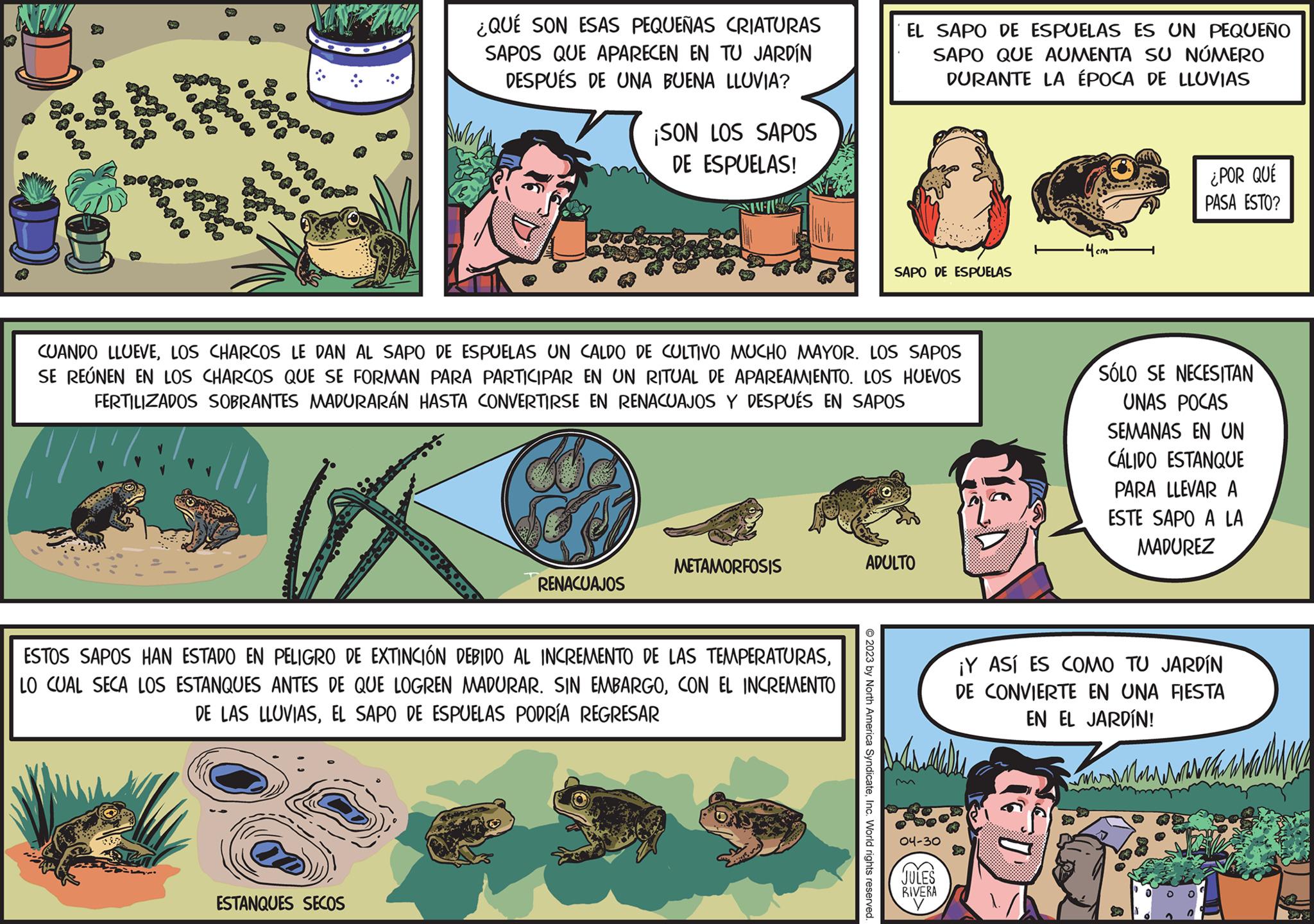 Fiction OCR: ** **TRAND :: ¿QUÉ SON ESAS PEQUEÑAS CRIATURAS SAPOS QUE APARECEN EN TU JARDÍN DESPUÉS DE UNA BUENA LLUVIA? ESTANQUES SECOS ¡SON LOS SAPOS DE ESPUELAS! RENACUAJOS SHEL CUANDO LLUEVELOS CHARCOS LE DAN AL SAPO DE ESPUELAS UN CALDO DE CULTIVO MUCHO MAYOR. LOS SAPOS SE REÚNEN EN LOS CHARCOS QUE SE FORMAN PARA PARTICIPAR EN UN RITUAL DE APAREAMIENTO. LOS HUEVOS FERTILIZADOS SOBRANTES MADURARÁN HASTA CONVERTIRSE EN RENACUAJOS Y DESPUÉS EN SAPOS METAMORFOSIS ESTOS SAPOS HAN ESTADO EN PELIGRO DE EXTINCIÓN DEBIDO AL INCREMENTO DE LAS TEMPERATURASCON EL INCREMENTO DE LAS LLUVIASEL SAPO DE ESPUELAS PODRÍA REGRESAR EL SAPO DE ESPUELAS ES UN PEQUEÑO SAPO QUE AUMENTA SU NÚMERO DURANTE LA ÉPOCA DE LLUVIAS SAPO DE ESPUELAS © 2023 by North America SyndicateInc. World rights reserved. ADULTO 04-30 ??) JULES RIVERA ·4 cm. ¿POR QUÉ PASA ESTO? SÓLO SE NECESITAN UNAS POCAS SEMANAS EN UN CÁLIDO ESTANQUE PARA LLEVAR A ESTE SAPO A LA MADUREZ ¡Y ASÍ ES COMO TU JARDÍN DE CONVIERTE EN UNA FIESTA EN EL JARDÍN! www ** ** TRAND :: ¿ QUÉ SON ESAS PEQUEÑAS CRIATURAS SAPOS QUE APARECEN EN TU JARDÍN DESPUÉS DE UNA BUENA LLUVIA ? ESTANQUES SECOS ¡ SON LOS SAPOS DE ESPUELAS ! RENACUAJOS SHEL CUANDO LLUEVELOS CHARCOS LE DAN AL SAPO DE ESPUELAS UN CALDO DE CULTIVO MUCHO MAYOR . LOS SAPOS SE REÚNEN EN LOS CHARCOS QUE SE FORMAN PARA PARTICIPAR EN UN RITUAL DE APAREAMIENTO . LOS HUEVOS FERTILIZADOS SOBRANTES MADURARÁN HASTA CONVERTIRSE EN RENACUAJOS Y DESPUÉS EN SAPOS METAMORFOSIS ESTOS SAPOS HAN ESTADO EN PELIGRO DE EXTINCIÓN DEBIDO AL INCREMENTO DE LAS TEMPERATURASLO CUAL SECA LOS ESTANQUES ANTES DE QUE LOGREN MADURAR . SIN EMBARGOCON EL INCREMENTO DE LAS LLUVIASEL SAPO DE ESPUELAS PODRÍA REGRESAR EL SAPO DE ESPUELAS ES UN PEQUEÑO SAPO QUE AUMENTA SU NÚMERO DURANTE LA ÉPOCA DE LLUVIAS SAPO DE ESPUELAS © 2023 by North America SyndicateInc. World rights reserved . ADULTO 04-30 ?? ) JULES RIVERA · 4 cm . ¿ POR QUÉ PASA ESTO ? SÓLO SE NECESITAN UNAS POCAS SEMANAS EN UN CÁLIDO ESTANQUE PARA LLEVAR A ESTE SAPO A LA MADUREZ ¡ Y ASÍ ES COMO TU JARDÍN DE CONVIERTE EN UNA FIESTA EN EL JARDÍN ! www