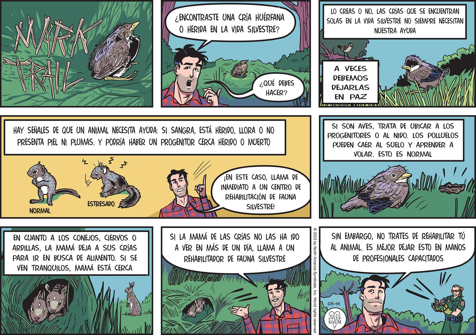 Bird OCR: MAR W NORMAL 12 HAY SEÑALES DE QUE UN ANIMAL NECESITA AYUDA: SI SANGRALLORA O NO PRESENTA PIEL NI PLUMAS. Y PODRÍA HABER UN PROGENITOR CERCA HERIDO O MUERTO ? ESTRESADO EN CUANTO A LOS CONEJOSCIERVOS O ARDILLASLA MAMÁ DEJA A SUS CRÍAS PARA IR EN BUSCA DE ALIMENTO. SI SE VEN TRANQUILOSMAMÁ ESTÁ CERCA ¿ENCONTRASTE UNA CRÍA HUÉRFANA O HERIDA EN LA VIDA SILVESTRE? undu ¿QUÉ DEBES HACER? EN ESTE CASOLLAMA DE INMEDIATO A UN CENTRO DE REHABILITACIÓN DE FAUNA SILVESTRE! SI LA MAMÁ DE LAS CRÍAS NO LAS HA IDO A VER EN MÁS DE UN DÍALLAMA A UN REHABILITADOR DE FAUNA SILVESTRE COUNTANT lock © 2023 by North America SyndicateInc. World rights reserved. LO CREAS O NOLAS CRÍAS QUE SE ENCUENTRAN SOLAS EN LA VIDA SILVESTRE NO SIEMPRE NECESITAN NUESTRA AYUDA A VECES DEBEMOS DEJARLAS EN PAZ MANA SI SON AVESTRATA DE UBICAR A LOS PROGENITORES O AL NIDO. LOS POLLUELOS PUEDEN CAER AL SUELO Y APRENDER A VOLAR. ESTO ES NORMAL IVAN 05-14 JULES RIVERA y Mrem SIN EMBARGONO TRATES DE REHABILITAR TÚ AL ANIMAL. ES MEJOR DEJAR ESTO EN MANOS DE PROFESIONALES CAPACITADOS TUNN MAR W NORMAL 12 HAY SEÑALES DE QUE UN ANIMAL NECESITA AYUDA : SI SANGRAESTÁ HERIDOLLORA O NO PRESENTA PIEL NI PLUMAS . Y PODRÍA HABER UN PROGENITOR CERCA HERIDO O MUERTO ? ESTRESADO EN CUANTO A LOS CONEJOSCIERVOS O ARDILLASLA MAMÁ DEJA A SUS CRÍAS PARA IR EN BUSCA DE ALIMENTO . SI SE VEN TRANQUILOSMAMÁ ESTÁ CERCA ¿ ENCONTRASTE UNA CRÍA HUÉRFANA O HERIDA EN LA VIDA SILVESTRE ? undu ¿ QUÉ DEBES HACER ? EN ESTE CASOLLAMA DE INMEDIATO A UN CENTRO DE REHABILITACIÓN DE FAUNA SILVESTRE ! SI LA MAMÁ DE LAS CRÍAS NO LAS HA IDO A VER EN MÁS DE UN DÍALLAMA A UN REHABILITADOR DE FAUNA SILVESTRE COUNTANT lock © 2023 by North America SyndicateInc. World rights reserved . LO CREAS O NOLAS CRÍAS QUE SE ENCUENTRAN SOLAS EN LA VIDA SILVESTRE NO SIEMPRE NECESITAN NUESTRA AYUDA A VECES DEBEMOS DEJARLAS EN PAZ MANA SI SON AVESTRATA DE UBICAR A LOS PROGENITORES O AL NIDO . LOS POLLUELOS PUEDEN CAER AL SUELO Y APRENDER A VOLAR . ESTO ES NORMAL IVAN 05-14 JULES RIVERA y Mrem SIN EMBARGONO TRATES DE REHABILITAR TÚ AL ANIMAL . ES MEJOR DEJAR ESTO EN MANOS DE PROFESIONALES CAPACITADOS TUNN