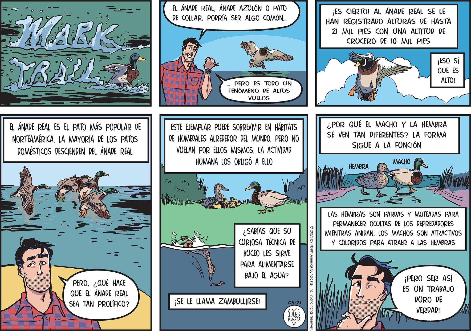 Publication OCR: MARK KRALL EL ÁNADE REAL ES EL PATO MÁS POPULAR DE NORTEAMERICALA MAYORÍA DE LOS PATOS DOMÉSTICOS DESCIENDEN DEL ÁNADE REAL PERO¿QUÉ HACE QUE EL ÁNADE REAL SEA TAN PROLIFICO? EL ÁNADE REALÁNADE AZULÓN O PATO DE COLLARPODRÍA SER ALGO COMÚN... PERO ES TODO UN FENÓMENO DE ALTOS VUELOS ESTE EJEMPLAR PUEDE SOBREVIVIR EN HÁBITATS DE HUMEDALES ALREDEDOR DEL MUNDO. PERO NO VUELAN POR ELLOS MISMOS. LA ACTIVIDAD HUMANA LOS OBLIGÓ A ELLO ¿SABÍAS QUE SU CURIOSA TÉCNICA DE BUCEO LES SIRVE PARA ALIMENTARSE BAJO EL AGUA? ¡SE LE LLAMA ZAMBULLIRSE! 05-21 >> JULES RIVERA © 2023 by North America SyndicateInc. World rights reserved. ¡ES CIERTO! AL ÁNADE REAL SE LE HAN REGISTRADO ALTURAS DE HASTA 21 MIL PIES CON UNA ALTITUD DE CRUCERO DE 10 MIL PIES ¿POR QUÉ EL MACHO Y LA HEMBRA SE VEN TAN DIFERENTES? LA FORMA SIGUE A LA FUNCIÓN HEMBRA ¡ESO SÍ QUE ES ALTO! MACHO LAS HEMBRAS SON PARDAS Y MOTEADAS PARA PERMANECER OCULTAS DE LOS DEPREDADORES MIENTRAS ANIDAN. LOS MACHOS SON ATRACTIVOS Y COLORIDOS PARA ATRAER A LAS HEMBRAS ¡PERO SER ASÍ ES UN TRABAJO DURO DE VERDAD! an MARK KRALL EL ÁNADE REAL ES EL PATO MÁS POPULAR DE NORTEAMERICALA MAYORÍA DE LOS PATOS DOMÉSTICOS DESCIENDEN DEL ÁNADE REAL PERO¿ QUÉ HACE QUE EL ÁNADE REAL SEA TAN PROLIFICO ? EL ÁNADE REALÁNADE AZULÓN O PATO DE COLLARPODRÍA SER ALGO COMÚN ... PERO ES TODO UN FENÓMENO DE ALTOS VUELOS ESTE EJEMPLAR PUEDE SOBREVIVIR EN HÁBITATS DE HUMEDALES ALREDEDOR DEL MUNDO . PERO NO VUELAN POR ELLOS MISMOS . LA ACTIVIDAD HUMANA LOS OBLIGÓ A ELLO ¿ SABÍAS QUE SU CURIOSA TÉCNICA DE BUCEO LES SIRVE PARA ALIMENTARSE BAJO EL AGUA ? ¡ SE LE LLAMA ZAMBULLIRSE ! 05-21 >> JULES RIVERA © 2023 by North America SyndicateInc. World rights reserved . ¡ ES CIERTO ! AL ÁNADE REAL SE LE HAN REGISTRADO ALTURAS DE HASTA 21 MIL PIES CON UNA ALTITUD DE CRUCERO DE 10 MIL PIES ¿ POR QUÉ EL MACHO Y LA HEMBRA SE VEN TAN DIFERENTES ? LA FORMA SIGUE A LA FUNCIÓN HEMBRA ¡ ESO SÍ QUE ES ALTO ! MACHO LAS HEMBRAS SON PARDAS Y MOTEADAS PARA PERMANECER OCULTAS DE LOS DEPREDADORES MIENTRAS ANIDAN . LOS MACHOS SON ATRACTIVOS Y COLORIDOS PARA ATRAER A LAS HEMBRAS ¡ PERO SER ASÍ ES UN TRABAJO DURO DE VERDAD ! an