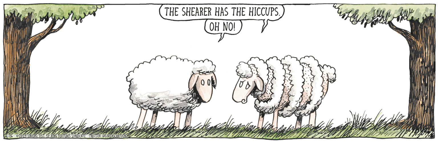 Terrestrial animal OCR: 6-26 2023 LINIERSDIST BY KING FEATURES SYNDICATE TWITTER: @LINIERSCARTOON THE SHEARER HAS THE HICCUPS. OH NO! Leuk 0 OD may ha 6-26 2023 LINIERSDIST BY KING FEATURES SYNDICATE TWITTER : @LINIERSCARTOON THE SHEARER HAS THE HICCUPS . OH NO ! Leuk 0 OD may ha