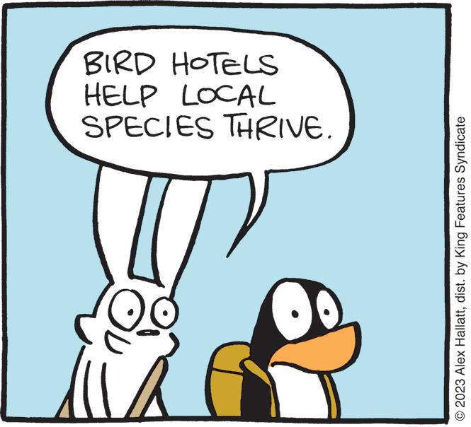 Rectangle OCR: SPECIES THRIVE. HELP LOCAL BIRD HOTELS © 2023 Alex Hallattdist. by King Features Syndicate SPECIES THRIVE . HELP LOCAL BIRD HOTELS © 2023 Alex Hallattdist . by King Features Syndicate
