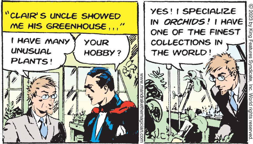 Fictional character OCR: "CLAIR'S UNCLE SHOWED ME HIS GREENHOUSE” I HAVE MANY YOUR UNUSUAL PLANTS! HOBBY? www.mandrakethemagician.com YES! I SPECIALIZE IN ORCHIDS! I HAVE ONE OF THE FINEST COLLECTIONS IN THE WORLD! ME ?? ac © 2023 by King Features SyndicateInc. World rights reserved. " CLAIR'S UNCLE SHOWED ME HIS GREENHOUSE” I HAVE MANY YOUR UNUSUAL PLANTS ! HOBBY ? www.mandrakethemagician.com YES ! I SPECIALIZE IN ORCHIDS ! I HAVE ONE OF THE FINEST COLLECTIONS IN THE WORLD ! ME ? ? ac © 2023 by King Features SyndicateInc. World rights reserved .