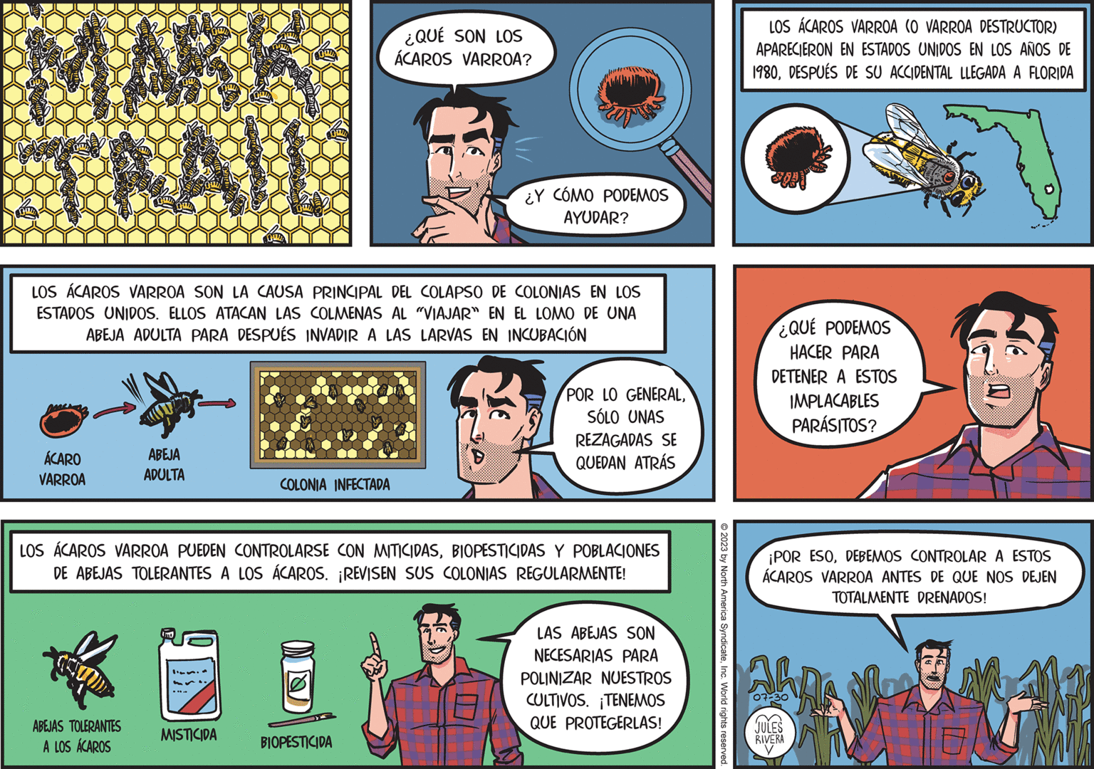 Rectangle OCR: TRA LOS ÁCAROS VARROA SON LA CAUSA PRINCIPAL DEL COLAPSO DE COLONIAS EN LOS ESTADOS UNIDOS. ELLOS ATACAN LAS COLMENAS AL "VIAJAR" EN EL LOMO DE UNA ABEJA ADULTA PARA DESPUÉS INVADIR A LAS LARVAS EN INCUBACIÓN ÁCARO VARROA ABEJA ADULTA ABEJAS TOLERANTES A LOS ÁCAROS Umo COLONIA INFECTADA MISTICIDA ¿QUÉ SON LOS ÁCAROS VARROA? LOS ÁCAROS VARROA PUEDEN CONTROLARSE CON MITICIDASBIOPESTICIDAS Y POBLACIONES DE ABEJAS TOLERANTES A LOS ÁCAROS. ¡REVISEN SUS COLONIAS REGULARMENTE! BIOPESTICIDA D ¿Y CÓMO PODEMOS AYUDAR? POR LO GENERALSÓLO UNAS REZAGADAS SE QUEDAN ATRÁS LAS ABEJAS SON NECESARIAS PARA POLINIZAR NUESTROS CULTIVOS. ¡TENEMOS QUE PROTEGERLAS! © 2023 by North America SyndicateInc. World rights reserved. LOS ÁCAROS VARROA (O VARROA DESTRUCTOR) APARECIERON EN ESTADOS UNIDOS EN LOS AÑOS DE 1980DESPUÉS DE SU ACCIDENTAL LLEGADA A FLORIDA ¿QUE PODEMOS HACER PARA DETENER A ESTOS IMPLACABLES PARÁSITOS? ¡POR ESODEBEMOS CONTROLAR A ESTOS ÁCAROS VARROA ANTES DE QUE NOS DEJEN TOTALMENTE DRENADOS! SHA JULES RIVERA V TRA LOS ÁCAROS VARROA SON LA CAUSA PRINCIPAL DEL COLAPSO DE COLONIAS EN LOS ESTADOS UNIDOS . ELLOS ATACAN LAS COLMENAS AL " VIAJAR " EN EL LOMO DE UNA ABEJA ADULTA PARA DESPUÉS INVADIR A LAS LARVAS EN INCUBACIÓN ÁCARO VARROA ABEJA ADULTA ABEJAS TOLERANTES A LOS ÁCAROS Umo COLONIA INFECTADA MISTICIDA ¿ QUÉ SON LOS ÁCAROS VARROA ? LOS ÁCAROS VARROA PUEDEN CONTROLARSE CON MITICIDASBIOPESTICIDAS Y POBLACIONES DE ABEJAS TOLERANTES A LOS ÁCAROS . ¡ REVISEN SUS COLONIAS REGULARMENTE ! BIOPESTICIDA D ¿ Y CÓMO PODEMOS AYUDAR ? POR LO GENERALSÓLO UNAS REZAGADAS SE QUEDAN ATRÁS LAS ABEJAS SON NECESARIAS PARA POLINIZAR NUESTROS CULTIVOS . ¡ TENEMOS QUE PROTEGERLAS ! © 2023 by North America SyndicateInc. World rights reserved . LOS ÁCAROS VARROA ( O VARROA DESTRUCTOR ) APARECIERON EN ESTADOS UNIDOS EN LOS AÑOS DE 1980DESPUÉS DE SU ACCIDENTAL LLEGADA A FLORIDA ¿ QUE PODEMOS HACER PARA DETENER A ESTOS IMPLACABLES PARÁSITOS ? ¡ POR ESODEBEMOS CONTROLAR A ESTOS ÁCAROS VARROA ANTES DE QUE NOS DEJEN TOTALMENTE DRENADOS ! SHA JULES RIVERA V