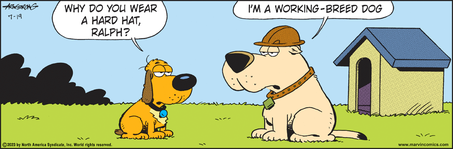Working animal OCR: ARMSTRONG 7-19 WHY DO YOU WEAR A HARD HATRALPH? ?2023 by North America SyndicateInc. World rights reserved. 1 I'M A WORKING-BREED DOG bescher www.marvincomics.com ARMSTRONG 7-19 WHY DO YOU WEAR A HARD HATRALPH ? ?2023 by North America SyndicateInc. World rights reserved . 1 I'M A WORKING - BREED DOG bescher www.marvincomics.com