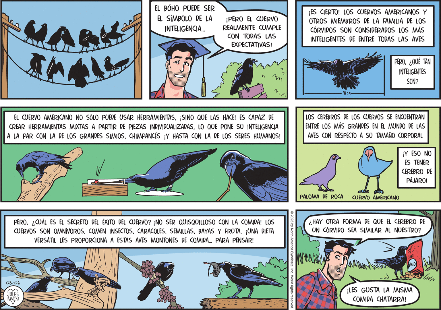 Font OCR: MARK INI EL BÚHO PUEDE SER EL SÍMBOLO DE LA INTELIGENCIA... 08-06 JULES RIVERA ¡PERO EL CUERVO REALMENTE CUMPLE CON TODAS LAS EXPECTATIVAS! n 3mi n EL CUERVO AMERICANO NO SÓLO PUEDE USAR HERRAMIENTASSINO QUE LAS HACE! ES CAPAZ DE CREAR HERRAMIENTAS MIXTAS A PARTIR DE PIEZAS INDIVIDUALIZADASLO QUE PONE SU INTELIGENCIA A LA PAR CON LA DE LOS GRANDES SIMIOSCHIMPANCÉS ¡Y HASTA CON LA DE LOS SERES HUMANOS! PERO¿CUÁL ES EL SECRETO DEL ÉXITO DEL CUERVO? ¡NO SER QUISQUILLOSO CON LA COMIDA! LOS CUERVOS SON OMNÍVOROS. COMEN INSECTOSBAYAS Y FRUTA. ¡UNA DIETA VERSÁTIL LES PROPORCIONA A ESTAS AVES MONTONES DE COMIDA... PARA PENSAR! © 2023 by North America SyndicateInc. World rights reserved. ¡ES CIERTO! LOS CUERVOS AMERICANOS Y OTROS MIEMBROS DE LA FAMILIA DE LOS CORVIDOS SON CONSIDERADOS LOS MÁS INTELIGENTES DE ENTRE TODAS LAS AVES · 91 cm- PERO¿QUÉ TAN INTELIGENTES SON? LOS CEREBROS DE LOS CUERVOS SE ENCUENTRAN ENTRE LOS MÁS GRANDES EN EL MUNDO DE LAS AVES CON RESPECTO A SU TAMAÑO CORPORAL RA PALOMA DE ROCA CUERVO AMERICANO ¡Y ESO NO ES TENER CEREBRO DE PÁJARO! ¿HAY OTRA FORMA DE QUE EL CEREBRO DE UN CORVIDO SEA SIMILAR AL NUESTRO? 98 M ¡LES GUSTA LA MISMA COMIDA CHATARRA! Wel MARK INI EL BÚHO PUEDE SER EL SÍMBOLO DE LA INTELIGENCIA ... 08-06 JULES RIVERA ¡ PERO EL CUERVO REALMENTE CUMPLE CON TODAS LAS EXPECTATIVAS ! n 3mi n EL CUERVO AMERICANO NO SÓLO PUEDE USAR HERRAMIENTASSINO QUE LAS HACE ! ES CAPAZ DE CREAR HERRAMIENTAS MIXTAS A PARTIR DE PIEZAS INDIVIDUALIZADASLO QUE PONE SU INTELIGENCIA A LA PAR CON LA DE LOS GRANDES SIMIOSCHIMPANCÉS ¡ Y HASTA CON LA DE LOS SERES HUMANOS ! PERO¿ CUÁL ES EL SECRETO DEL ÉXITO DEL CUERVO ? ¡ NO SER QUISQUILLOSO CON LA COMIDA ! LOS CUERVOS SON OMNÍVOROS . COMEN INSECTOSBAYAS Y FRUTA . ¡ UNA DIETA VERSÁTIL LES PROPORCIONA A ESTAS AVES MONTONES DE COMIDA ... PARA PENSAR ! © 2023 by North America SyndicateInc. World rights reserved . ¡ ES CIERTO ! LOS CUERVOS AMERICANOS Y OTROS MIEMBROS DE LA FAMILIA DE LOS CORVIDOS SON CONSIDERADOS LOS MÁS INTELIGENTES DE ENTRE TODAS LAS AVES · 91 cm PERO¿ QUÉ TAN INTELIGENTES SON ? LOS CEREBROS DE LOS CUERVOS SE ENCUENTRAN ENTRE LOS MÁS GRANDES EN EL MUNDO DE LAS AVES CON RESPECTO A SU TAMAÑO CORPORAL RA PALOMA DE ROCA CUERVO AMERICANO ¡ Y ESO NO ES TENER CEREBRO DE PÁJARO ! ¿ HAY OTRA FORMA DE QUE EL CEREBRO DE UN CORVIDO SEA SIMILAR AL NUESTRO ? 98 M ¡ LES GUSTA LA MISMA COMIDA CHATARRA ! Wel