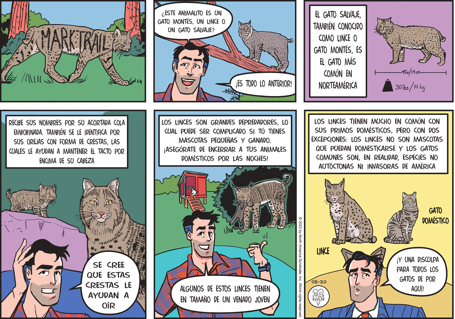 People OCR: MARK TRAIL no //\7//// RECIBE SUS NOMBRES POR SU ACORTADA COLA EMBOBINADA. TAMBIÉN SE LE IDENTIFICA POR SUS OREJAS CON FORMA DE CRESTASLAS CUALES LE AYUDAN A MANTENER EL TACTO POR ENCIMA DE SU CABEZA ww A SE CREE QUE ESTAS CRESTAS LE AYUDAN A OÍR V ¿ESTE ANIMALITO ES UN GATO MONTÉSUN LINCE O UN GATO SALVAJE? ¡ES TODO LO ANTERIOR! Th LOS LINCES SON GRANDES DEPREDADORESLO CUAL PUEDE SER COMPLICADO SI TÚ TIENES MASCOTAS PEQUEÑAS Y GANADO. ¡ASEGÚRATE DE ENCERRAR A TUS ANIMALES DOMÉSTICOS POR LAS NOCHES! ALGUNOS DE ESTOS LINCES TIENEN EN TAMAÑO DE UN VENADO JOVEN © 2023 by North America SyndicateInc. World rights reserved. EL GATO SALVAJETAMBIÉN CONOCIDO COMO LINCE O GATO MONTESES EL GATO MÁS COMÚN EN NORTEAMERICA LOS LINCES TIENEN MUCHO EN COMÚN CON SUS PRIMOS DOMÉSTICOSPERO CON DOS EXCEPCIONES: LOS LINCES NO SON MASCOTAS QUE PUEDAN DOMESTICARSE Y LOS GATOS COMUNES SONESPECIES NO AUTÓCTONAS NI INVASORAS DE AMÉRICA LINCE 08-20 -45in/114 cm- 130lbs/14 kg JULES RIVERA GATO DOMÉSTICO ¡Y UNA DISCULPA PARA TODOS LOS GATOS DE POR AQUÍ! MARK TRAIL no // \7 //// RECIBE SUS NOMBRES POR SU ACORTADA COLA EMBOBINADA . TAMBIÉN SE LE IDENTIFICA POR SUS OREJAS CON FORMA DE CRESTASLAS CUALES LE AYUDAN A MANTENER EL TACTO POR ENCIMA DE SU CABEZA ww A SE CREE QUE ESTAS CRESTAS LE AYUDAN A OÍR V ¿ ESTE ANIMALITO ES UN GATO MONTÉSUN LINCE O UN GATO SALVAJE ? ¡ ES TODO LO ANTERIOR ! Th LOS LINCES SON GRANDES DEPREDADORESLO CUAL PUEDE SER COMPLICADO SI TÚ TIENES MASCOTAS PEQUEÑAS Y GANADO . ¡ ASEGÚRATE DE ENCERRAR A TUS ANIMALES DOMÉSTICOS POR LAS NOCHES ! ALGUNOS DE ESTOS LINCES TIENEN EN TAMAÑO DE UN VENADO JOVEN © 2023 by North America SyndicateInc. World rights reserved . EL GATO SALVAJETAMBIÉN CONOCIDO COMO LINCE O GATO MONTESES EL GATO MÁS COMÚN EN NORTEAMERICA LOS LINCES TIENEN MUCHO EN COMÚN CON SUS PRIMOS DOMÉSTICOSPERO CON DOS EXCEPCIONES : LOS LINCES NO SON MASCOTAS QUE PUEDAN DOMESTICARSE Y LOS GATOS COMUNES SONEN REALIDADESPECIES NO AUTÓCTONAS NI INVASORAS DE AMÉRICA LINCE 08-20 -45in / 114 cm 130lbs / 14 kg JULES RIVERA GATO DOMÉSTICO ¡ Y UNA DISCULPA PARA TODOS LOS GATOS DE POR AQUÍ !