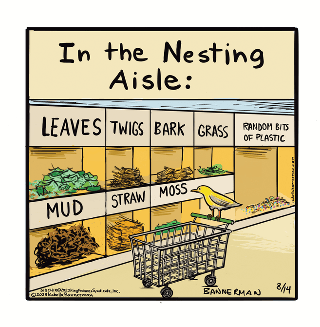 Drawing OCR: In the Nesting Aisle: LEAVES TWIGS BARK GRASS RANDOM BITS OF PLASTIC MUD STRAW MOSS SIXCHIXO2023 king Features SyndicateInc. 2023 Isabella Bannerman ZAVA VI W VVFAFZ A AY VACA AVAA XVKY BANNERMAN isabellabannerman.com 8/14 In the Nesting Aisle : LEAVES TWIGS BARK GRASS RANDOM BITS OF PLASTIC MUD STRAW MOSS SIXCHIXO2023 king Features SyndicateInc. 2023 Isabella Bannerman ZAVA VI W VVFAFZ A AY VACA AVAA XVKY BANNERMAN isabellabannerman.com 8/14
