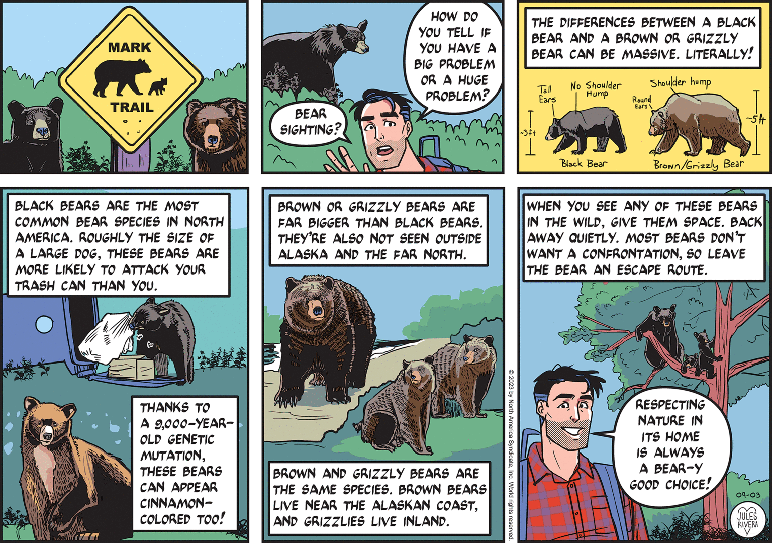 Comic book OCR: MARK TRAIL BLACK BEARS ARE THE MOST COMMON BEAR SPECIES IN NORTH AMERICA. ROUGHLY THE SIZE OF A LARGE DOGTHESE BEARS ARE MORE LIKELY TO ATTACK YOUR TRASH CAN THAN YOU. THANKS TO A 9000-YEAR- OLD GENETIC MUTATIONTHESE BEARS CAN APPEAR CINNAMON- COLORED TOO! Pl BEAR SIGHTING? HOW DO YOU TELL IF YOU HAVE A BIG PROBLEM OR A HUGE PROBLEM? BROWN OR GRIZZLY BEARS ARE FAR BIGGER THAN BLACK BEARS. THEY'RE ALSO NOT SEEN OUTSIDE ALASKA AND THE FAR NORTH. BROWN AND GRIZZLY BEARS ARE THE SAME SPECIES. BROWN BEARS LIVE NEAR THE ALASKAN COASTAND GRIZZLIES LIVE INLAND. © 2023 by North America SyndicateInc. World rights reserved. THE DIFFERENCES BETWEEN A BLACK BEAR AND A BROWN OR GRIZZLY BEAR CAN BE MASSIVE. LITERALLY! ~3ft Tall Ears Shoulder hump No Shoulder Hump Black Bear Round EarsBrown/Grizzly Bear ~5 ft WHEN YOU SEE ANY OF THESE BEARS IN THE WILDGIVE THEM SPACE. BACK AWAY QUIETLY. MOST BEARS DON'T WANT A CONFRONTATIONSO LEAVE THE BEAR AN ESCAPE ROUTE. RESPECTING NATURE IN ITS HOME IS ALWAYS A BEAR-Y GOOD CHOICE! 09-03 JULES RIVERA MARK TRAIL BLACK BEARS ARE THE MOST COMMON BEAR SPECIES IN NORTH AMERICA . ROUGHLY THE SIZE OF A LARGE DOGTHESE BEARS ARE MORE LIKELY TO ATTACK YOUR TRASH CAN THAN YOU . THANKS TO A 9000 - YEAR OLD GENETIC MUTATIONTHESE BEARS CAN APPEAR CINNAMON COLORED TOO ! Pl BEAR SIGHTING ? HOW DO YOU TELL IF YOU HAVE A BIG PROBLEM OR A HUGE PROBLEM ? BROWN OR GRIZZLY BEARS ARE FAR BIGGER THAN BLACK BEARS . THEY'RE ALSO NOT SEEN OUTSIDE ALASKA AND THE FAR NORTH . BROWN AND GRIZZLY BEARS ARE THE SAME SPECIES . BROWN BEARS LIVE NEAR THE ALASKAN COASTAND GRIZZLIES LIVE INLAND . © 2023 by North America SyndicateInc. World rights reserved . THE DIFFERENCES BETWEEN A BLACK BEAR AND A BROWN OR GRIZZLY BEAR CAN BE MASSIVE . LITERALLY ! ~ 3ft Tall Ears Shoulder hump No Shoulder Hump Black Bear Round Ears Brown / Grizzly Bear ~ 5 ft WHEN YOU SEE ANY OF THESE BEARS IN THE WILDGIVE THEM SPACE . BACK AWAY QUIETLY . MOST BEARS DON'T WANT A CONFRONTATIONSO LEAVE THE BEAR AN ESCAPE ROUTE . RESPECTING NATURE IN ITS HOME IS ALWAYS A BEAR - Y GOOD CHOICE ! 09-03 JULES RIVERA