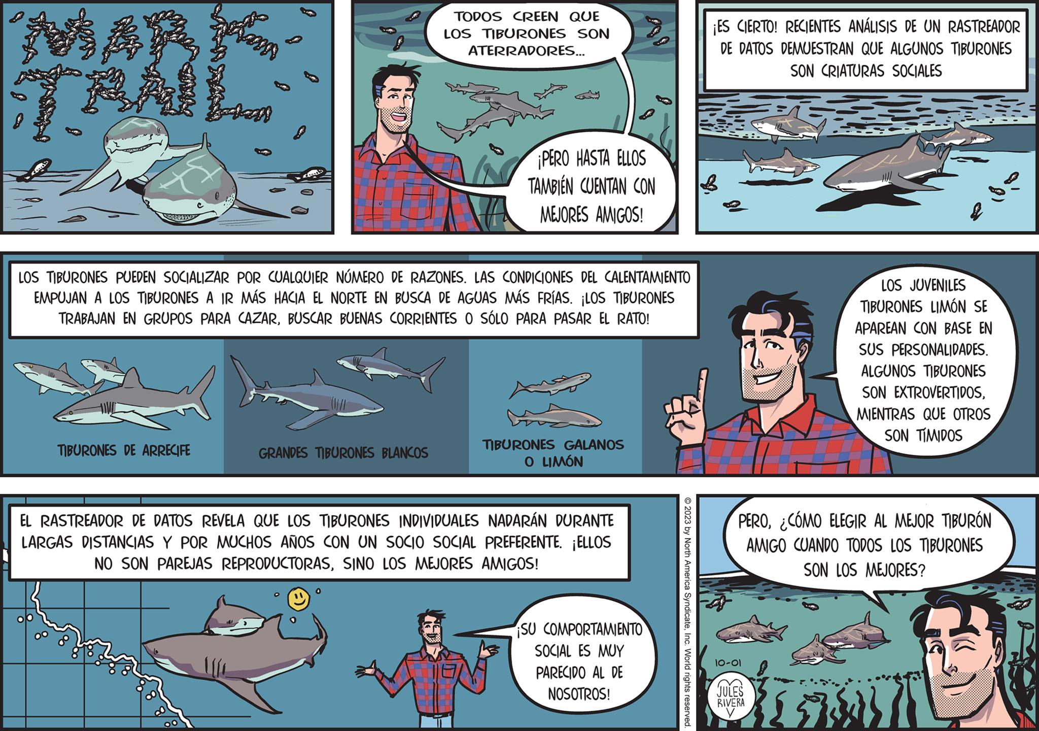 Publication OCR: TANL TIBURONES DE ARRECIFE TODOS CREEN QUE LOS TIBURONES SON ATERRADORES... LOS TIBURONES PUEDEN SOCIALIZAR POR CUALQUIER NÚMERO DE RAZONES. LAS CONDICIONES DEL CALENTAMIENTO EMPUJAN A LOS TIBURONES A IR MÁS HACIA EL NORTE EN BUSCA DE AGUAS MÁS FRÍAS. ¡LOS TIBURONES TRABAJAN EN GRUPOS PARA CAZARBUSCAR BUENAS CORRIENTES O SÓLO PARA PASAR EL RATO! GRANDES TIBURONES BLANCOS ¡PERO HASTA ELLOS TAMBIÉN CUENTAN CON MEJORES AMIGOS! TIBURONES GALANOS O LIMÓN EL RASTREADOR DE DATOS REVELA QUE LOS TIBURONES INDIVIDUALES NADARÁN DURANTE LARGAS DISTANCIAS Y POR MUCHOS AÑOS CON UN SOCIO SOCIAL PREFERENTE. ¡ELLOS NO SON PAREJAS REPRODUCTORASSINO LOS MEJORES AMIGOS! ¡SU COMPORTAMIENTO SOCIAL ES MUY PARECIDO AL DE NOSOTROS! © 2023 by North America SyndicateInc. World rights reserved. ¡ES CIERTO! RECIENTES ANÁLISIS DE UN RASTREADOR DE DATOS DEMUESTRAN QUE ALGUNOS TIBURONES SON CRIATURAS SOCIALES PERO¿CÓMO ELEGIR AL MEJOR TIBURÓN AMIGO CUANDO TODOS LOS TIBURONES SON LOS MEJORES? 10-01 LOS JUVENILES TIBURONES LIMÓN SE APAREAN CON BASE EN SUS PERSONALIDADES. ALGUNOS TIBURONES SON EXTROVERTIDOSMIENTRAS QUE OTROS SON TÍMIDOS JULES RIVERA y 3811 TANL TIBURONES DE ARRECIFE TODOS CREEN QUE LOS TIBURONES SON ATERRADORES ... LOS TIBURONES PUEDEN SOCIALIZAR POR CUALQUIER NÚMERO DE RAZONES . LAS CONDICIONES DEL CALENTAMIENTO EMPUJAN A LOS TIBURONES A IR MÁS HACIA EL NORTE EN BUSCA DE AGUAS MÁS FRÍAS . ¡ LOS TIBURONES TRABAJAN EN GRUPOS PARA CAZARBUSCAR BUENAS CORRIENTES O SÓLO PARA PASAR EL RATO ! GRANDES TIBURONES BLANCOS ¡ PERO HASTA ELLOS TAMBIÉN CUENTAN CON MEJORES AMIGOS ! TIBURONES GALANOS O LIMÓN EL RASTREADOR DE DATOS REVELA QUE LOS TIBURONES INDIVIDUALES NADARÁN DURANTE LARGAS DISTANCIAS Y POR MUCHOS AÑOS CON UN SOCIO SOCIAL PREFERENTE . ¡ ELLOS NO SON PAREJAS REPRODUCTORASSINO LOS MEJORES AMIGOS ! ¡ SU COMPORTAMIENTO SOCIAL ES MUY PARECIDO AL DE NOSOTROS ! © 2023 by North America SyndicateInc. World rights reserved . ¡ ES CIERTO ! RECIENTES ANÁLISIS DE UN RASTREADOR DE DATOS DEMUESTRAN QUE ALGUNOS TIBURONES SON CRIATURAS SOCIALES PERO¿ CÓMO ELEGIR AL MEJOR TIBURÓN AMIGO CUANDO TODOS LOS TIBURONES SON LOS MEJORES ? 10-01 LOS JUVENILES TIBURONES LIMÓN SE APAREAN CON BASE EN SUS PERSONALIDADES . ALGUNOS TIBURONES SON EXTROVERTIDOSMIENTRAS QUE OTROS SON TÍMIDOS JULES RIVERA y 3811