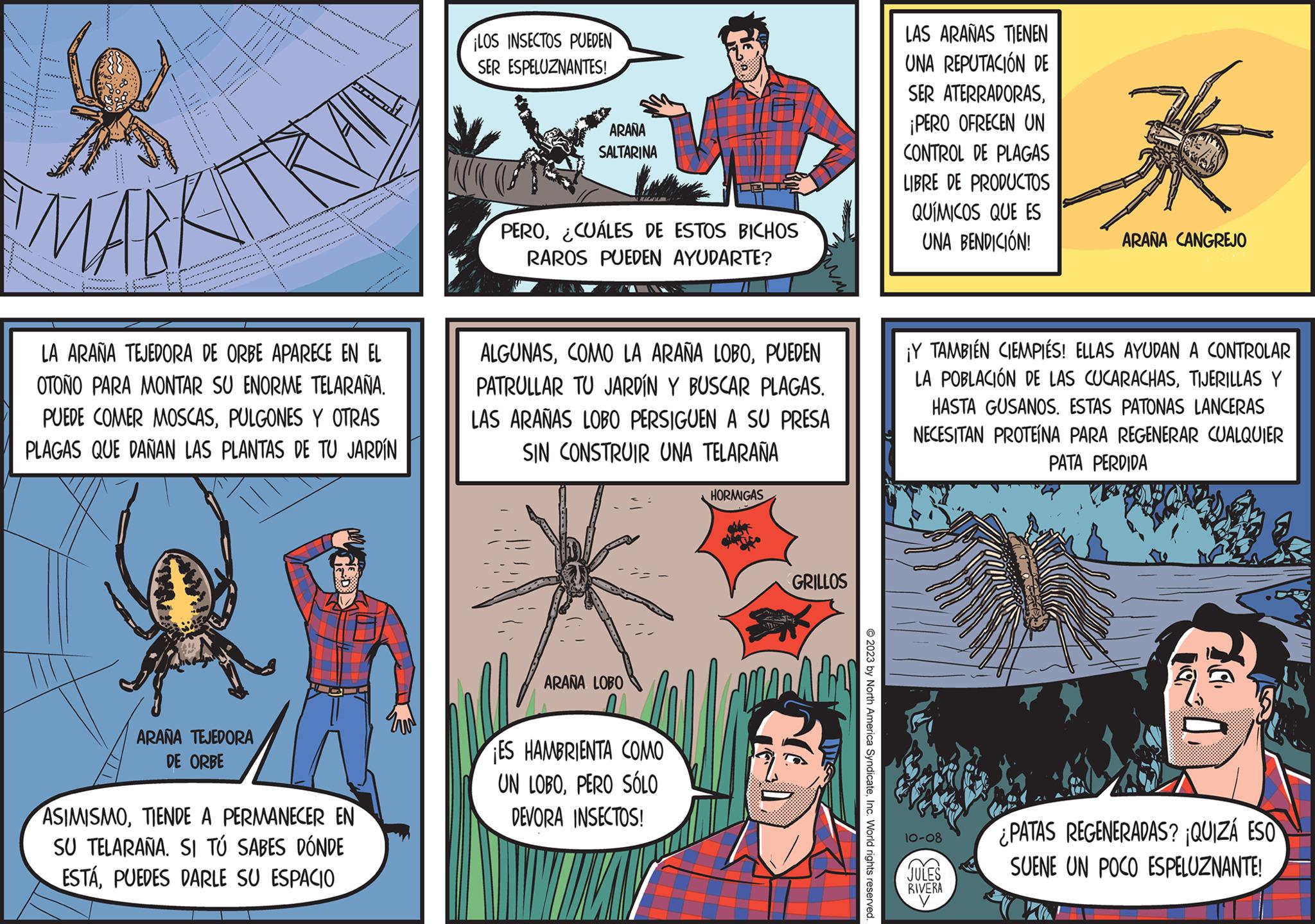 Comics Faces (1) OCR: MARK wwww. LA ARAÑA TEJEDORA DE ORBE APARECE EN EL OTOÑO PARA MONTAR SU ENORME TELARAÑA. PUEDE COMER MOSCASPULGONES Y OTRAS PLAGAS QUE DANAN LAS PLANTAS DE TU JARDÍN ARANA TEJEDORA DE ORBE SD ASIMISMOTIENDE A PERMANECER EN SU TELARAÑA. SI TÚ SABES DÓNDE ESTÁPUEDES DARLE SU ESPACIO www LOS INSECTOS PUEDEN SER ESPELUZNANTES! N ARAÑA SALTARINA PERO¿CUÁLES DE ESTOS BICHOS RAROS PUEDEN AYUDARTE? ALGUNASPUEDEN PATRULLAR TU JARDÍN Y BUSCAR PLAGAS. LAS ARAÑAS LOBO PERSIGUEN A SU PRESA SIN CONSTRUIR UNA TELARAÑA ARAÑA LOBO ES HAMBRIENTA COMO UN LOBOPERO SÓLO DEVORA INSECTOS! HORMIGAS GRILLOS AL IKS © 2023 by North America SyndicateInc. World rights reserved. LAS ARAÑAS TIENEN UNA REPUTACIÓN DE SER ATERRADORAS¡PERO OFRECEN UN CONTROL DE PLAGAS LIBRE DE PRODUCTOS QUÍMICOS QUE ES UNA BENDICIÓN! ¡Y TAMBIÉN CIEMPIÉS! ELLAS AYUDAN A CONTROLAR LA POBLACIÓN DE LAS CUCARACHASTIJERILLAS Y HASTA GUSANOS. ESTAS PATONAS LANCERAS NECESITAN PROTEINA PARA REGENERAR CUALQUIER PATA PERDIDA 10-08 ARAÑA CANGREJO JULES RIVERA y 30 Car ¿PATAS REGENERADAS? ¡QUIZÁ ESO SUENE UN POCO ESPELUZNANTE! MARK wwww . LA ARAÑA TEJEDORA DE ORBE APARECE EN EL OTOÑO PARA MONTAR SU ENORME TELARAÑA . PUEDE COMER MOSCASPULGONES Y OTRAS PLAGAS QUE DANAN LAS PLANTAS DE TU JARDÍN ARANA TEJEDORA DE ORBE SD ASIMISMOTIENDE A PERMANECER EN SU TELARAÑA . SI TÚ SABES DÓNDE ESTÁPUEDES DARLE SU ESPACIO www LOS INSECTOS PUEDEN SER ESPELUZNANTES ! N ARAÑA SALTARINA PERO¿ CUÁLES DE ESTOS BICHOS RAROS PUEDEN AYUDARTE ? ALGUNASCOMO LA ARAÑA LOBOPUEDEN PATRULLAR TU JARDÍN Y BUSCAR PLAGAS . LAS ARAÑAS LOBO PERSIGUEN A SU PRESA SIN CONSTRUIR UNA TELARAÑA ARAÑA LOBO ES HAMBRIENTA COMO UN LOBOPERO SÓLO DEVORA INSECTOS ! HORMIGAS GRILLOS AL IKS © 2023 by North America SyndicateInc. World rights reserved . LAS ARAÑAS TIENEN UNA REPUTACIÓN DE SER ATERRADORAS¡ PERO OFRECEN UN CONTROL DE PLAGAS LIBRE DE PRODUCTOS QUÍMICOS QUE ES UNA BENDICIÓN ! ¡ Y TAMBIÉN CIEMPIÉS ! ELLAS AYUDAN A CONTROLAR LA POBLACIÓN DE LAS CUCARACHASTIJERILLAS Y HASTA GUSANOS . ESTAS PATONAS LANCERAS NECESITAN PROTEINA PARA REGENERAR CUALQUIER PATA PERDIDA 10-08 ARAÑA CANGREJO JULES RIVERA y 30 Car ¿ PATAS REGENERADAS ? ¡ QUIZÁ ESO SUENE UN POCO ESPELUZNANTE !