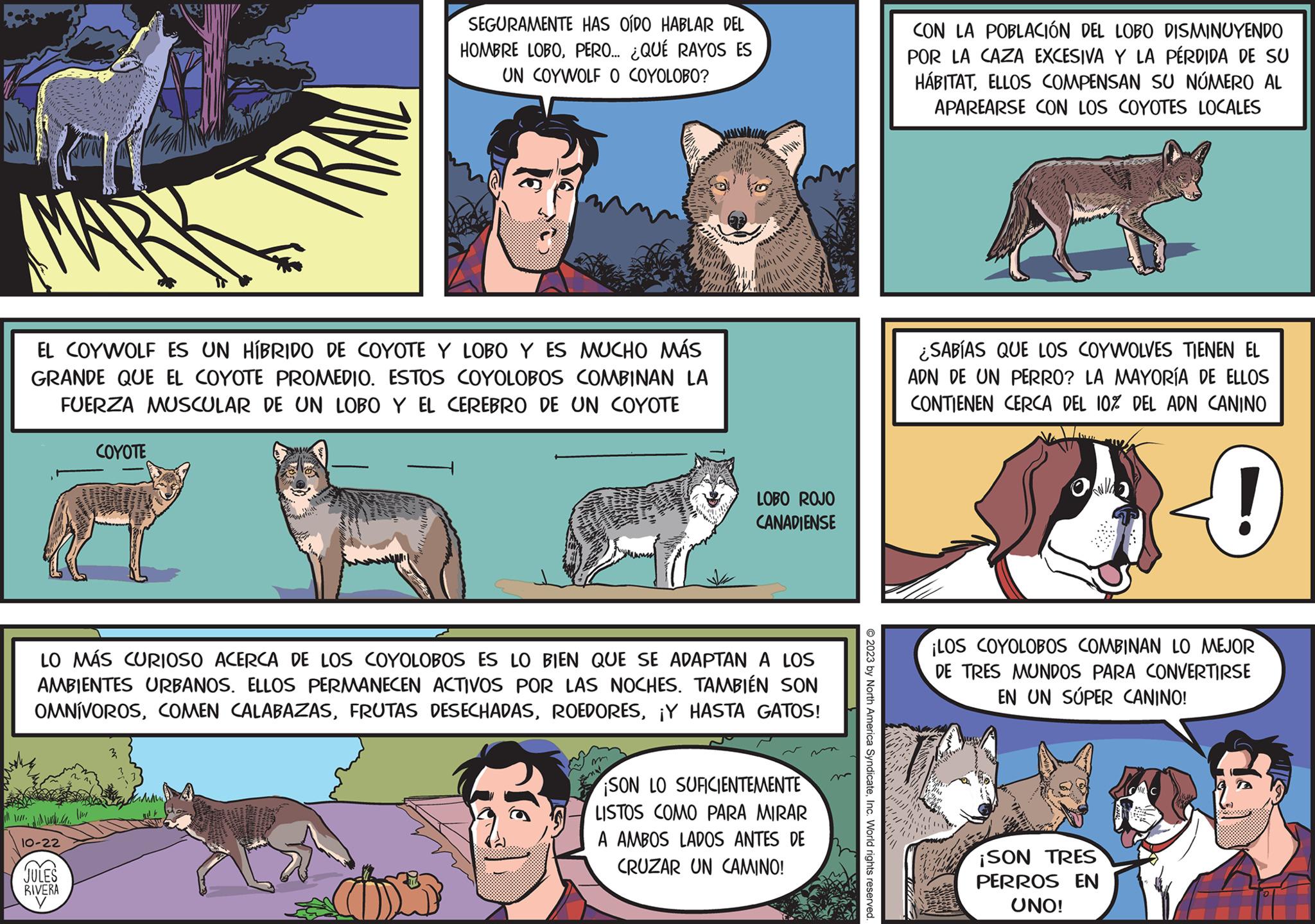 Comic book OCR: MA EL COYWOLF ES UN HÍBRIDO DE COYOTE Y LOBO Y ES MUCHO MÁS GRANDE QUE EL COYOTE PROMEDIO. ESTOS COYOLOBOS COMBINAN LA FUERZA MUSCULAR DE UN LOBO Y EL CEREBRO DE UN COYOTE 10-22 SEGURAMENTE HAS OÍDO HABLAR DEL HOMBRE LOBOPERO... ¿QUÉ RAYOS ES UN COYWOLF O COYOLOBO? COYOTE JULES RIVERA e wa LO MÁS CURIOSO ACERCA DE LOS COYOLOBOS ES LO BIEN QUE SE ADAPTAN A LOS AMBIENTES URBANOS. ELLOS PERMANECEN ACTIVOS POR LAS NOCHES. TAMBIÉN SON OMNÍVOROS¡Y HASTA GATOS! LOBO ROJO CANADIENSE SON LO SUFICIENTEMENTE LISTOS COMO PARA MIRAR A AMBOS LADOS ANTES DE CRUZAR UN CAMINO! © 2023 by North America SyndicateInc. World rights reserved. CON LA POBLACIÓN DEL LOBO DISMINUYENDO POR LA CAZA EXCESIVA Y LA PÉRDIDA DE SU HÁBITATELLOS COMPENSAN SU NÚMERO AL APAREARSE CON LOS COYOTES LOCALES ¿SABÍAS QUE LOS COYWOLVES TIENEN EL ADN DE UN PERRO? LA MAYORÍA DE ELLOS CONTIENEN CERCA DEL 10% DEL ADN CANINO 0 O ¡LOS COYOLOBOS COMBINAN LO MEJOR DE TRES MUNDOS PARA CONVERTIRSE EN UN SÚPER CANINO! ¡SON TRES PERROS EN UNO! MA EL COYWOLF ES UN HÍBRIDO DE COYOTE Y LOBO Y ES MUCHO MÁS GRANDE QUE EL COYOTE PROMEDIO . ESTOS COYOLOBOS COMBINAN LA FUERZA MUSCULAR DE UN LOBO Y EL CEREBRO DE UN COYOTE 10-22 SEGURAMENTE HAS OÍDO HABLAR DEL HOMBRE LOBOPERO ... ¿ QUÉ RAYOS ES UN COYWOLF O COYOLOBO ? COYOTE JULES RIVERA e wa LO MÁS CURIOSO ACERCA DE LOS COYOLOBOS ES LO BIEN QUE SE ADAPTAN A LOS AMBIENTES URBANOS . ELLOS PERMANECEN ACTIVOS POR LAS NOCHES . TAMBIÉN SON OMNÍVOROSCOMEN CALABAZASFRUTAS DESECHADAS¡ Y HASTA GATOS ! LOBO ROJO CANADIENSE SON LO SUFICIENTEMENTE LISTOS COMO PARA MIRAR A AMBOS LADOS ANTES DE CRUZAR UN CAMINO ! © 2023 by North America SyndicateInc. World rights reserved . CON LA POBLACIÓN DEL LOBO DISMINUYENDO POR LA CAZA EXCESIVA Y LA PÉRDIDA DE SU HÁBITATELLOS COMPENSAN SU NÚMERO AL APAREARSE CON LOS COYOTES LOCALES ¿ SABÍAS QUE LOS COYWOLVES TIENEN EL ADN DE UN PERRO ? LA MAYORÍA DE ELLOS CONTIENEN CERCA DEL 10 % DEL ADN CANINO 0 O ¡ LOS COYOLOBOS COMBINAN LO MEJOR DE TRES MUNDOS PARA CONVERTIRSE EN UN SÚPER CANINO ! ¡ SON TRES PERROS EN UNO !