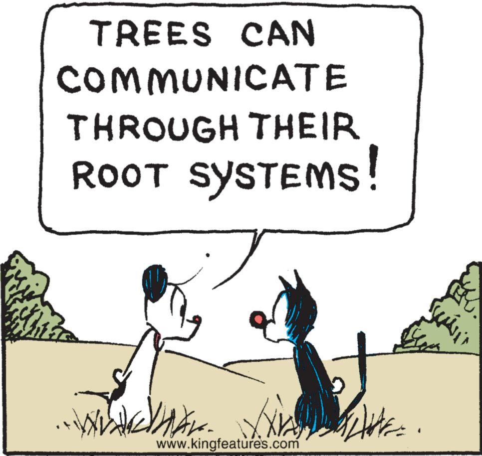 Art OCR: TREES CAN COMMUNICATE THROUGH THEIR ROOT SYSTEMS! www. www.kingfeatures.com S Hote. SKRÁNI TREES CAN COMMUNICATE THROUGH THEIR ROOT SYSTEMS ! www . www.kingfeatures.com S Hote . SKRÁNI
