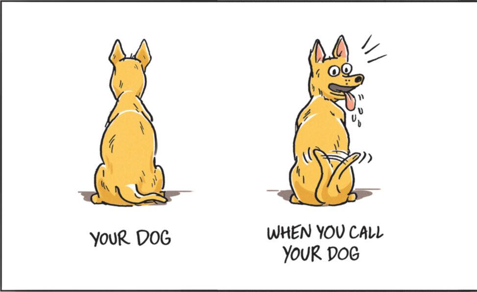 Wildlife OCR: YOUR DOG 10 ? WHEN YOU CALL YOUR DOG YOUR DOG 10 ? WHEN YOU CALL YOUR DOG