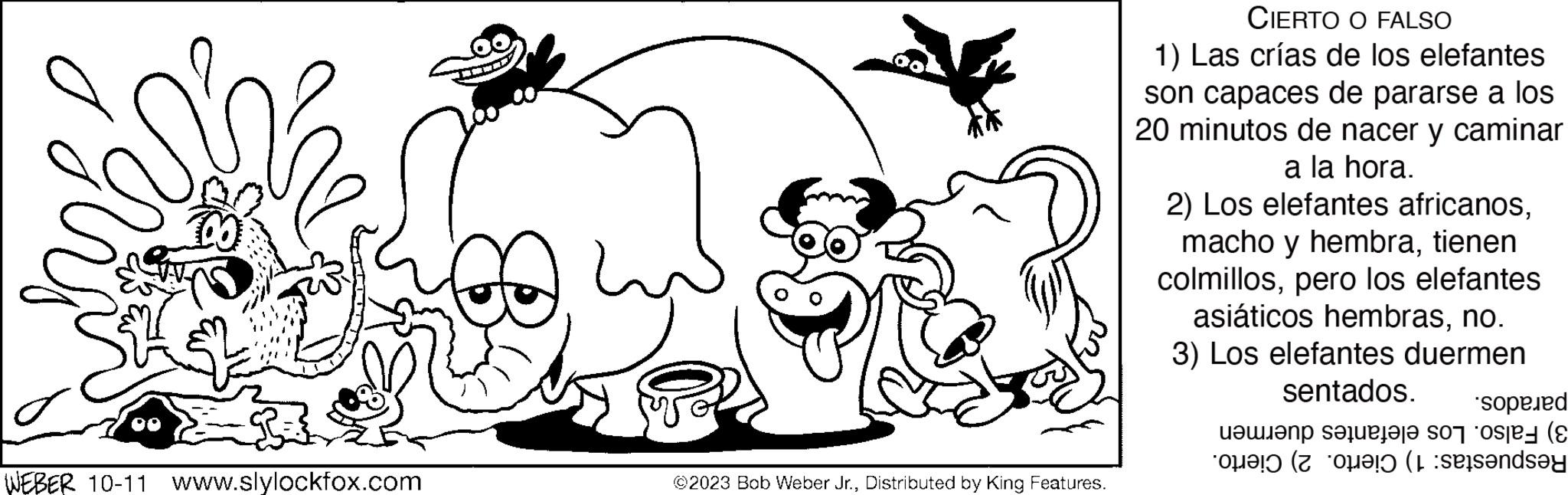 Cartoon OCR: d Zirg WEBER 10-11 www.slylockfox.com cafe ©2023 Bob Weber Jr.Distributed by King Features. CIERTO O FALSO 1) Las crías de los elefantes son capaces de pararse a los 20 minutos de nacer y caminar a la hora. 2) Los elefantes africanostienen colmillospero los elefantes asiáticos hembrasno. 3) Los elefantes duermen sentados. *sopeed and state of ore (8 te ( tandsay d Zirg WEBER 10-11 www.slylockfox.com cafe © 2023 Bob Weber Jr.Distributed by King Features . CIERTO O FALSO 1 ) Las crías de los elefantes son capaces de pararse a los 20 minutos de nacer y caminar a la hora . 2 ) Los elefantes africanosmacho y hembratienen colmillospero los elefantes asiáticos hembrasno . 3 ) Los elefantes duermen sentados . * sopeed and state of ore ( 8 te ( tandsay