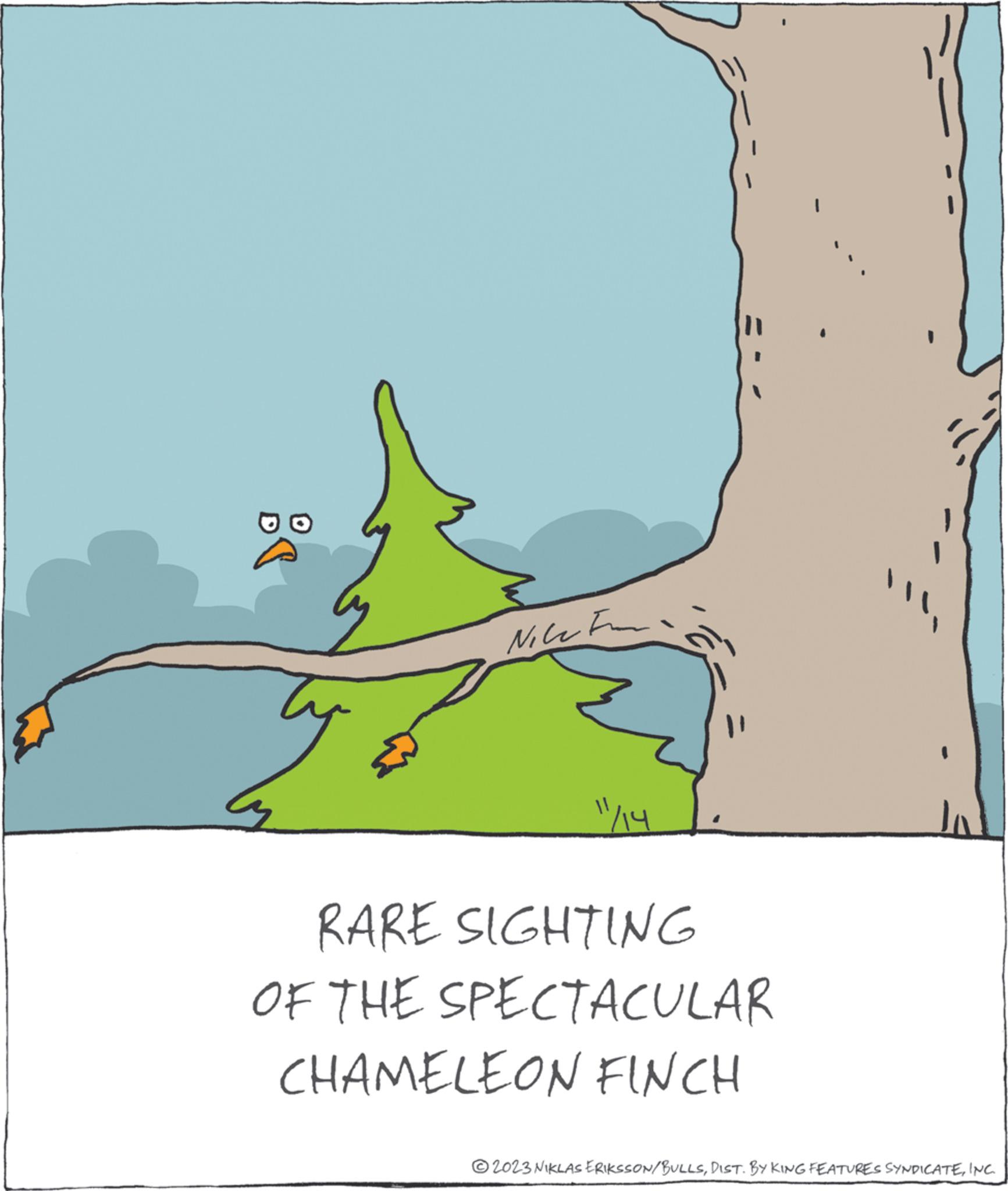 Font OCR: ty Nice F 1/14 RARE SIGHTING OF THE SPECTACULAR CHAMELEON FINCH ?2023 NIKLAS ERIKSSON/BULLSINC. ty Nice F 1/14 RARE SIGHTING OF THE SPECTACULAR CHAMELEON FINCH ?2023 NIKLAS ERIKSSON / BULLSDIST . BY KING FEATURES SYNDICATEINC .