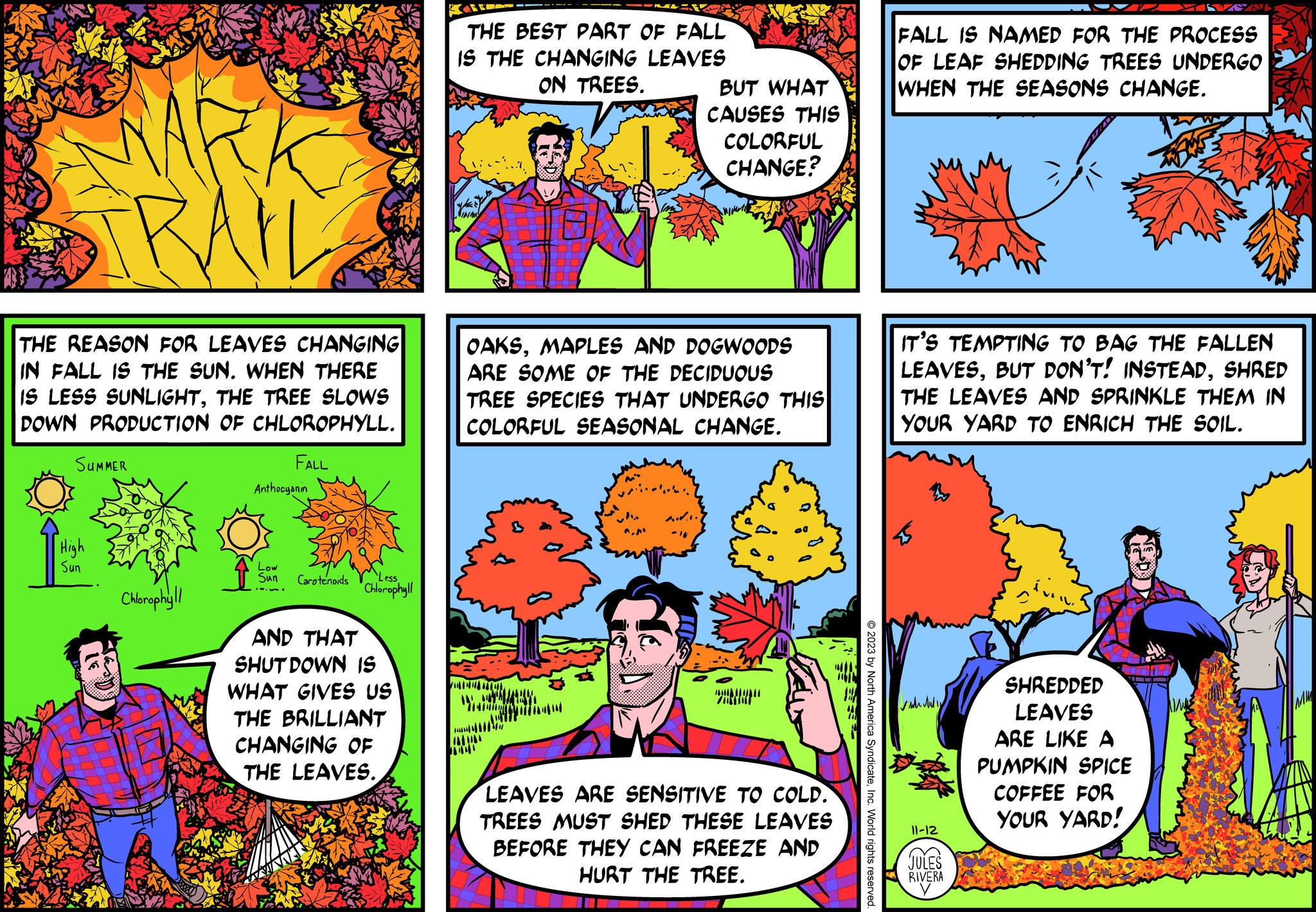 Sharing OCR: THE REASON FOR LEAVES CHANGING IN FALL IS THE SUN. WHEN THERE IS LESS SUNLIGHTTHE TREE SLOWS DOWN PRODUCTION OF CHLOROPHYLL. FALL SUMMER High Sun Chlorophyll Anthocyanin Low Sun Carotenoids Less Chlorophyll AND THAT SHUT DOWN IS WHAT GIVES US THE BRILLIANT CHANGING OF THE LEAVES. THE BEST PART OF FALL IS THE CHANGING LEAVES ON TREES. LINIAN OAKSMAPLES AND DOGWOODS ARE SOME OF THE DECIDUOUS TREE SPECIES THAT UNDERGO THIS COLORFUL SEASONAL CHANGE. TOMUU MUN RUARYD BUT WHAT CAUSES THIS COLORFUL CHANGE? M" /HESTOF LEAVES ARE SENSITIVE TO COLD. TREES MUST SHED THESE LEAVES BEFORE THEY CAN FREEZE AND HURT THE TREE. © 2023 by North America SyndicateInc. World rights reserved. FALL IS NAMED FOR THE PROCESS OF LEAF SHEDDING TREES UNDERGO WHEN THE SEASONS CHANGE. IT'S TEMPTING TO BAG THE FALLEN LEAVESSHRED THE LEAVES AND SPRINKLE THEM IN YOUR YARD TO ENRICH THE SOIL. Audly 11-12 JULES RIVERA SHREDDED LEAVES ARE LIKE A PUMPKIN SPICE COFFEE FOR YOUR YARD! THE REASON FOR LEAVES CHANGING IN FALL IS THE SUN . WHEN THERE IS LESS SUNLIGHTTHE TREE SLOWS DOWN PRODUCTION OF CHLOROPHYLL . FALL SUMMER High Sun Chlorophyll Anthocyanin Low Sun Carotenoids Less Chlorophyll AND THAT SHUT DOWN IS WHAT GIVES US THE BRILLIANT CHANGING OF THE LEAVES . THE BEST PART OF FALL IS THE CHANGING LEAVES ON TREES . LINIAN OAKSMAPLES AND DOGWOODS ARE SOME OF THE DECIDUOUS TREE SPECIES THAT UNDERGO THIS COLORFUL SEASONAL CHANGE . TOMUU MUN RUARYD BUT WHAT CAUSES THIS COLORFUL CHANGE ? M " / HESTOF LEAVES ARE SENSITIVE TO COLD . TREES MUST SHED THESE LEAVES BEFORE THEY CAN FREEZE AND HURT THE TREE . © 2023 by North America SyndicateInc. World rights reserved . FALL IS NAMED FOR THE PROCESS OF LEAF SHEDDING TREES UNDERGO WHEN THE SEASONS CHANGE . IT'S TEMPTING TO BAG THE FALLEN LEAVESBUT DON'T ! INSTEADSHRED THE LEAVES AND SPRINKLE THEM IN YOUR YARD TO ENRICH THE SOIL . Audly 11-12 JULES RIVERA SHREDDED LEAVES ARE LIKE A PUMPKIN SPICE COFFEE FOR YOUR YARD !