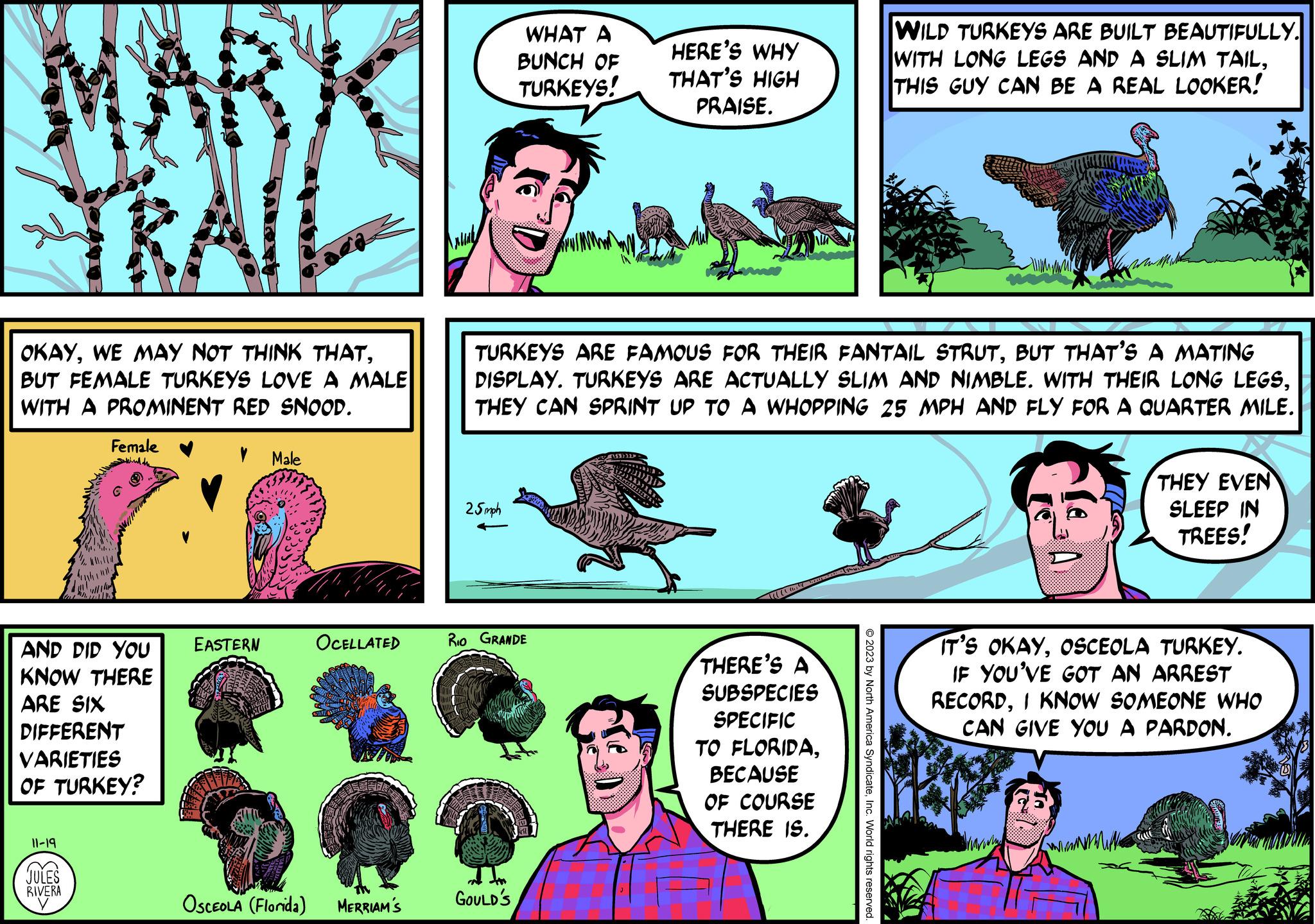 Sharing OCR: MARK TRAIL OKAYBUT FEMALE TURKEYS LOVE A MALE WITH A PROMINENT RED SNOOD. 20 Female hind 11-19 JULES RIVERA AND DID YOU KNOW THERE ARE SIX DIFFERENT VARIETIES OF TURKEY? EASTERN Male OSCEOLA (Florida) OCELLATED MERRIAM'S mak 25mph WHAT A BUNCH OF TURKEYS! TURKEYS ARE FAMOUS FOR THEIR FANTAIL STRUTBUT THAT'S A MATING DISPLAY. TURKEYS ARE ACTUALLY SLIM AND NIMBLE. WITH THEIR LONG LEGSTHEY CAN SPRINT UP TO A WHOPPING 25 MPH AND FLY FOR A QUARTER MILE. Rio GRANDE GOULD'S HERE'S WHY THAT'S HIGH PRAISE. ( THERE'S A SUBSPECIES SPECIFIC TO FLORIDABECAUSE OF COURSE THERE IS. WILD TURKEYS ARE BUILT BEAUTIFULLY. WITH LONG LEGS AND A SLIM TAILTHIS GUY CAN BE A REAL LOOKER! © 2023 by North America SyndicateInc. World rights reserved. THEY EVEN SLEEP IN TREES! IT'S OKAYOSCEOLA TURKEY. IF YOU'VE GOT AN ARREST RECORDI KNOW SOMEONE WHO CAN GIVE YOU A PARDON. MARK TRAIL OKAYWE MAY NOT THINK THATBUT FEMALE TURKEYS LOVE A MALE WITH A PROMINENT RED SNOOD . 20 Female hind 11-19 JULES RIVERA AND DID YOU KNOW THERE ARE SIX DIFFERENT VARIETIES OF TURKEY ? EASTERN Male OSCEOLA ( Florida ) OCELLATED MERRIAM'S mak 25mph WHAT A BUNCH OF TURKEYS ! TURKEYS ARE FAMOUS FOR THEIR FANTAIL STRUTBUT THAT'S A MATING DISPLAY . TURKEYS ARE ACTUALLY SLIM AND NIMBLE . WITH THEIR LONG LEGSTHEY CAN SPRINT UP TO A WHOPPING 25 MPH AND FLY FOR A QUARTER MILE . Rio GRANDE GOULD'S HERE'S WHY THAT'S HIGH PRAISE . ( THERE'S A SUBSPECIES SPECIFIC TO FLORIDABECAUSE OF COURSE THERE IS . WILD TURKEYS ARE BUILT BEAUTIFULLY . WITH LONG LEGS AND A SLIM TAILTHIS GUY CAN BE A REAL LOOKER ! © 2023 by North America SyndicateInc. World rights reserved . THEY EVEN SLEEP IN TREES ! IT'S OKAYOSCEOLA TURKEY . IF YOU'VE GOT AN ARREST RECORDI KNOW SOMEONE WHO CAN GIVE YOU A PARDON .