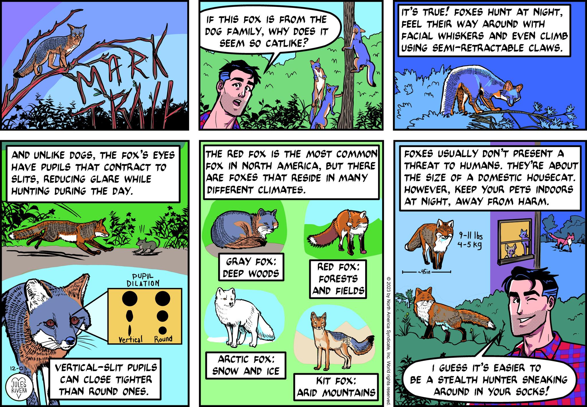 Comics OCR: MIKI AND UNLIKE DOGSTHE FOX'S EYES HAVE PUPILS THAT CONTRACT TO SLITSREDUCING GLARE WHILE HUNTING DURING THE DAY. 12-03 JULES RIVERA PUPIL DILATION Vertical Round VERTICAL-SLIT PUPILS CAN CLOSE TIGHTER THAN ROUND ONES. IF THIS FOX IS FROM THE DOG FAMILYWHY DOES IT SEEM SO CATLIKE? GRAY FOX: DEEP WOODS m ARCTIC FOX: SNOW AND ICE m THE RED FOX IS THE MOST COMMON FOX IN NORTH AMERICABUT THERE ARE FOXES THAT RESIDE IN MANY DIFFERENT CLIMATES. RED FOX: FORESTS AND FIELDS n KIT FOX: ARID MOUNTAINS © 2023 by North America SyndicateInc. World rights reserved. IT'S TRUE! FOXES HUNT AT NIGHTFEEL THEIR WAY AROUND WITH FACIAL WHISKERS AND EVEN CLIMB USING SEMI-RETRACTABLE CLAWS. Eu m FOXES USUALLY DON'T PRESENT A THREAT TO HUMANS. THEY'RE ABOUT THE SIZE OF A DOMESTIC HOUSECAT. HOWEVERKEEP YOUR PETS INDOORS AT NIGHTAWAY FROM HARM. -~45in 9-11 16s 4-5 kg I GUESS IT'S EASIER TO BE A STEALTH HUNTER SNEAKING AROUND IN YOUR SOCKS! MIKI AND UNLIKE DOGSTHE FOX'S EYES HAVE PUPILS THAT CONTRACT TO SLITSREDUCING GLARE WHILE HUNTING DURING THE DAY . 12-03 JULES RIVERA PUPIL DILATION Vertical Round VERTICAL - SLIT PUPILS CAN CLOSE TIGHTER THAN ROUND ONES . IF THIS FOX IS FROM THE DOG FAMILYWHY DOES IT SEEM SO CATLIKE ? GRAY FOX : DEEP WOODS m ARCTIC FOX : SNOW AND ICE m THE RED FOX IS THE MOST COMMON FOX IN NORTH AMERICABUT THERE ARE FOXES THAT RESIDE IN MANY DIFFERENT CLIMATES . RED FOX : FORESTS AND FIELDS n KIT FOX : ARID MOUNTAINS © 2023 by North America SyndicateInc. World rights reserved . IT'S TRUE ! FOXES HUNT AT NIGHTFEEL THEIR WAY AROUND WITH FACIAL WHISKERS AND EVEN CLIMB USING SEMI - RETRACTABLE CLAWS . Eu m FOXES USUALLY DON'T PRESENT A THREAT TO HUMANS . THEY'RE ABOUT THE SIZE OF A DOMESTIC HOUSECAT . HOWEVERKEEP YOUR PETS INDOORS AT NIGHTAWAY FROM HARM . - ~ 45in 9-11 16s 4-5 kg I GUESS IT'S EASIER TO BE A STEALTH HUNTER SNEAKING AROUND IN YOUR SOCKS !