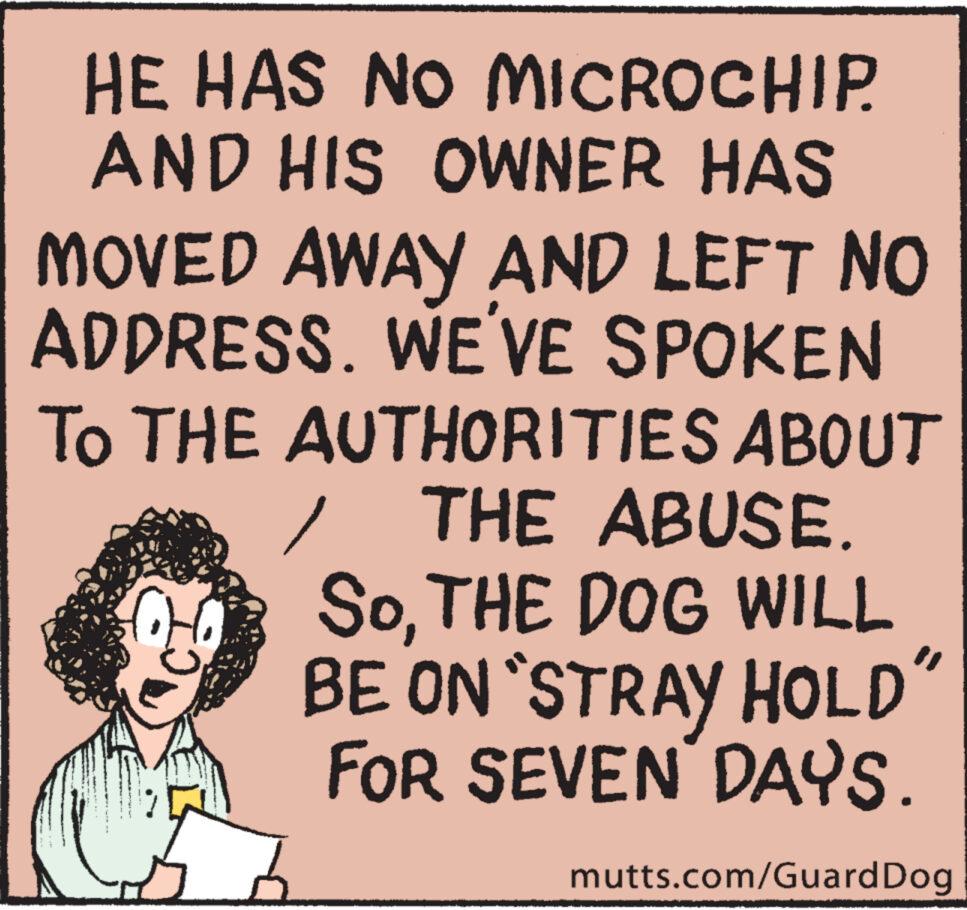 Illustration OCR: HE HAS NO MICROCHIP AND HIS OWNER HAS MOVED AWAY AND LEFT NO ADDRESS. WE'VE SPOKEN To THE AUTHORITIES ABOUT THE ABUSE. SOTHE DOG WILL BE ON "STRAY HOLD" FOR SEVEN DAYS. mutts.com/Guard Dog HE HAS NO MICROCHIP AND HIS OWNER HAS MOVED AWAY AND LEFT NO ADDRESS . WE'VE SPOKEN To THE AUTHORITIES ABOUT THE ABUSE . SOTHE DOG WILL BE ON " STRAY HOLD " FOR SEVEN DAYS . mutts.com/Guard Dog