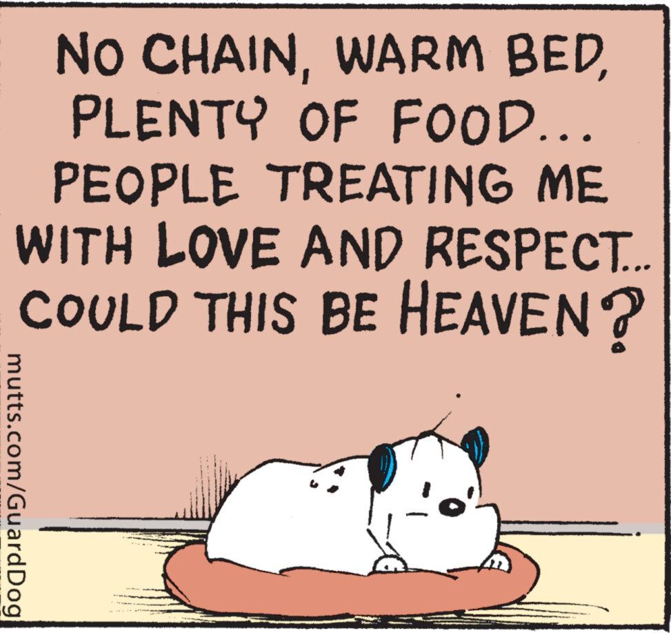 Rodent OCR: NO CHAINPLENTY OF FOOD... PEOPLE TREATING ME WITH LOVE AND RESPECT. COULD THIS BE HEAVEN? mutts.com/Guard Dog NO CHAINWARM BEDPLENTY OF FOOD ... PEOPLE TREATING ME WITH LOVE AND RESPECT . COULD THIS BE HEAVEN ? mutts.com/Guard Dog