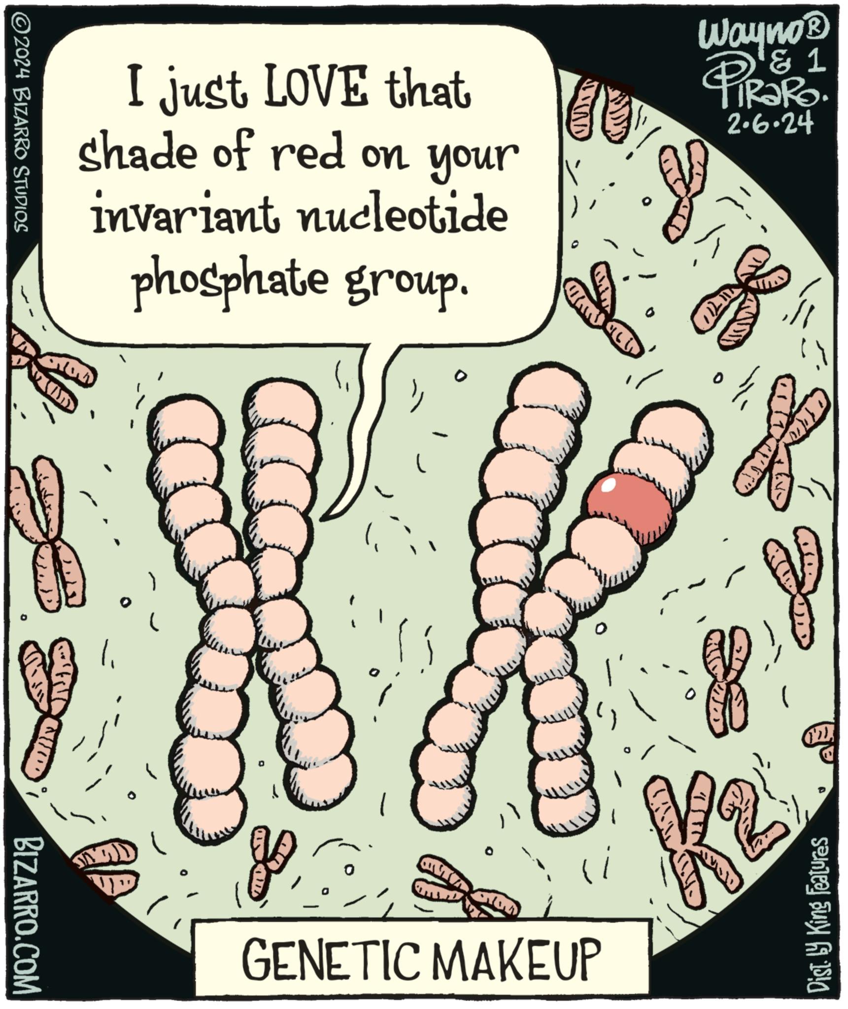 Terrestrial animal OCR: ©2024 BIZARRO STUDIOS 150 BIZARRO.COM ONDA I just LOVE that shade of red on your invariant nucleotide phosphate group. (1 SUND QUEST jo GENETIC MAKEUP Wayno® '? 1 PiRaRo 2.6.24 CO CCOO K2 100 Dist. ly King Features © 2024 BIZARRO STUDIOS 150 BIZARRO.COM ONDA I just LOVE that shade of red on your invariant nucleotide phosphate group . ( 1 SUND QUEST jo GENETIC MAKEUP Wayno® ' ? 1 PiRaRo 2.6.24 CO CCOO K2 100 Dist . ly King Features