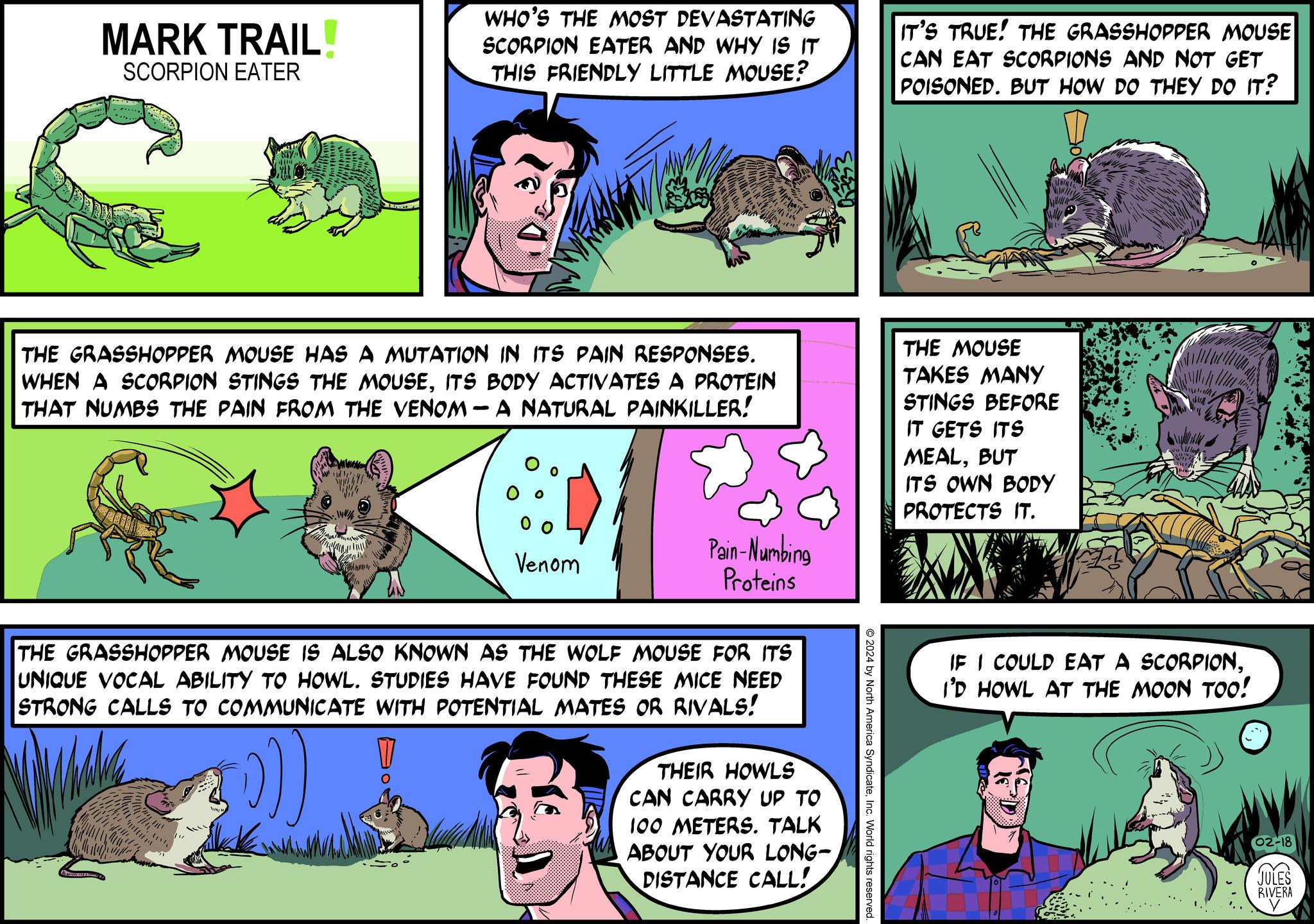 Sharing OCR: MARK TRAIL! SCORPION EATER 4114 THE GRASSHOPPER MOUSE HAS A MUTATION IN ITS PAIN RESPONSES. WHEN A SCORPION STINGS THE MOUSEITS BODY ACTIVATES A PROTEIN THAT NUMBS THE PAIN FROM THE VENOM -A NATURAL PAINKILLER! Supl TOG 14 will wan WHO'S THE MOST DEVASTATING SCORPION EATER AND WHY IS IT THIS FRIENDLY LITTLE MOUSE? nd hany 00 Venom 1" Pain-Numbing Proteins THE GRASSHOPPER MOUSE IS ALSO KNOWN AS THE WOLF MOUSE FOR ITS UNIQUE VOCAL ABILITY TO HOWL. STUDIES HAVE FOUND THESE MICE NEED STRONG CALLS TO COMMUNICATE WITH POTENTIAL MATES OR RIVALS! [(?)) THEIR HOWLS CAN CARRY UP TO 100 METERS. TALK ABOUT YOUR LONG- DISTANCE CALL! © 2024 by North America SyndicateInc. World rights reserved. IT'S TRUE! THE GRASSHOPPER MOUSE CAN EAT SCORPIONS AND NOT GET POISONED. BUT HOW DO THEY DO IT? THE MOUSE TAKES MANY STINGS BEFORE IT GETS ITS MEALBUT ITS OWN BODY PROTECTS IT. IF I COULD EAT A SCORPIONI'D HOWL AT THE MOON TOO! 1. 02-18 S RIVERA MARK TRAIL ! SCORPION EATER 4114 THE GRASSHOPPER MOUSE HAS A MUTATION IN ITS PAIN RESPONSES . WHEN A SCORPION STINGS THE MOUSEITS BODY ACTIVATES A PROTEIN THAT NUMBS THE PAIN FROM THE VENOM -A NATURAL PAINKILLER ! Supl TOG 14 will wan WHO'S THE MOST DEVASTATING SCORPION EATER AND WHY IS IT THIS FRIENDLY LITTLE MOUSE ? nd hany 00 Venom 1 " Pain - Numbing Proteins THE GRASSHOPPER MOUSE IS ALSO KNOWN AS THE WOLF MOUSE FOR ITS UNIQUE VOCAL ABILITY TO HOWL . STUDIES HAVE FOUND THESE MICE NEED STRONG CALLS TO COMMUNICATE WITH POTENTIAL MATES OR RIVALS ! [ ( ? ) ) THEIR HOWLS CAN CARRY UP TO 100 METERS . TALK ABOUT YOUR LONG DISTANCE CALL ! © 2024 by North America SyndicateInc. World rights reserved . IT'S TRUE ! THE GRASSHOPPER MOUSE CAN EAT SCORPIONS AND NOT GET POISONED . BUT HOW DO THEY DO IT ? THE MOUSE TAKES MANY STINGS BEFORE IT GETS ITS MEALBUT ITS OWN BODY PROTECTS IT . IF I COULD EAT A SCORPIONI'D HOWL AT THE MOON TOO ! 1 . 02-18 S RIVERA