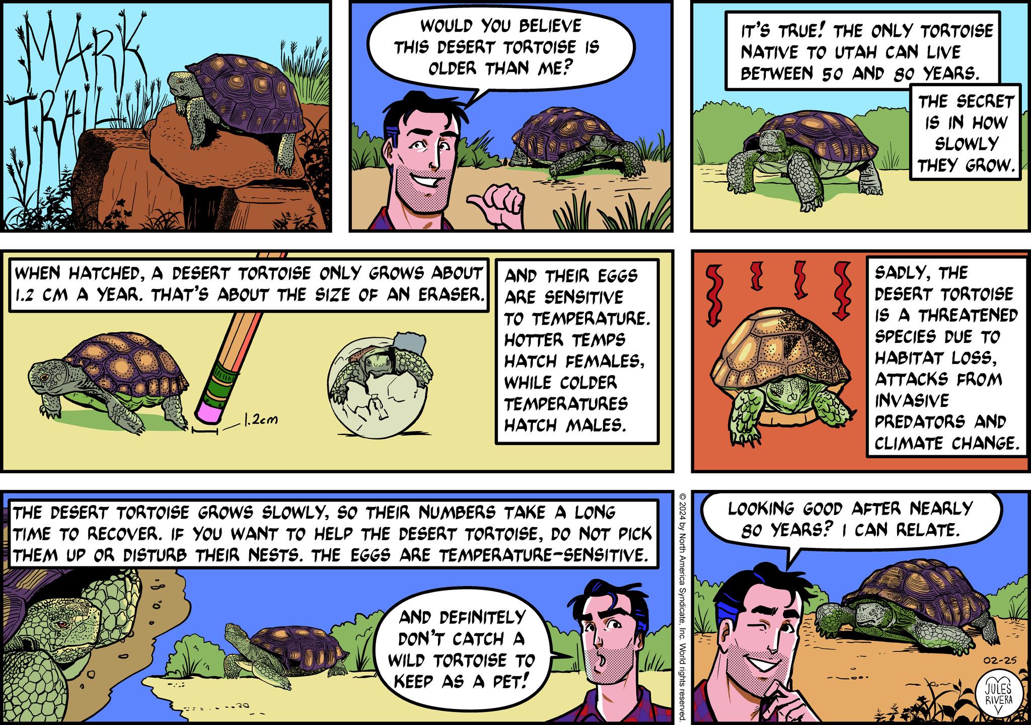 Art OCR: WHEN HATCHEDA DESERT TORTOISE ONLY GROWS ABOUT 1.2 CM A YEAR. THAT'S ABOUT THE SIZE OF AN ERASER. JUD P -1.2cm WOULD YOU BELIEVE THIS DESERT TORTOISE IS OLDER THAN ME? 20 AND THEIR EGGS ARE SENSITIVE TO TEMPERATURE. HOTTER TEMPS HATCH FEMALESWHILE COLDER TEMPERATURES HATCH MALES. THE DESERT TORTOISE GROWS SLOWLYSO THEIR NUMBERS TAKE A LONG TIME TO RECOVER. IF YOU WANT TO HELP THE DESERT TORTOISEDO NOT PICK THEM UP OR DISTURB THEIR NESTS. THE EGGS ARE TEMPERATURE-SENSITIVE. AND DEFINITELY DON'T CATCH A WILD TORTOISE TO KEEP AS A PET! © 2024 by North America SyndicateInc. World rights reserved. {{ IT'S TRUE! THE ONLY TORTOISE NATIVE TO UTAH CAN LIVE BETWEEN 50 AND 80 YEARS. THE SECRET IS IN HOW SLOWLY THEY GROW. SADLYTHE DESERT TORTOISE IS A THREATENED SPECIES DUE TO HABITAT LOSSATTACKS FROM INVASIVE PREDATORS AND CLIMATE CHANGE. LOOKING GOOD AFTER NEARLY 80 YEARS? I CAN RELATE. 02-25 (RS) mm) RIVERA WHEN HATCHEDA DESERT TORTOISE ONLY GROWS ABOUT 1.2 CM A YEAR . THAT'S ABOUT THE SIZE OF AN ERASER . JUD P -1.2cm WOULD YOU BELIEVE THIS DESERT TORTOISE IS OLDER THAN ME ? 20 AND THEIR EGGS ARE SENSITIVE TO TEMPERATURE . HOTTER TEMPS HATCH FEMALESWHILE COLDER TEMPERATURES HATCH MALES . THE DESERT TORTOISE GROWS SLOWLYSO THEIR NUMBERS TAKE A LONG TIME TO RECOVER . IF YOU WANT TO HELP THE DESERT TORTOISEDO NOT PICK THEM UP OR DISTURB THEIR NESTS . THE EGGS ARE TEMPERATURE - SENSITIVE . AND DEFINITELY DON'T CATCH A WILD TORTOISE TO KEEP AS A PET ! © 2024 by North America SyndicateInc. World rights reserved . { { IT'S TRUE ! THE ONLY TORTOISE NATIVE TO UTAH CAN LIVE BETWEEN 50 AND 80 YEARS . THE SECRET IS IN HOW SLOWLY THEY GROW . SADLYTHE DESERT TORTOISE IS A THREATENED SPECIES DUE TO HABITAT LOSSATTACKS FROM INVASIVE PREDATORS AND CLIMATE CHANGE . LOOKING GOOD AFTER NEARLY 80 YEARS ? I CAN RELATE . 02-25 ( RS ) mm ) RIVERA