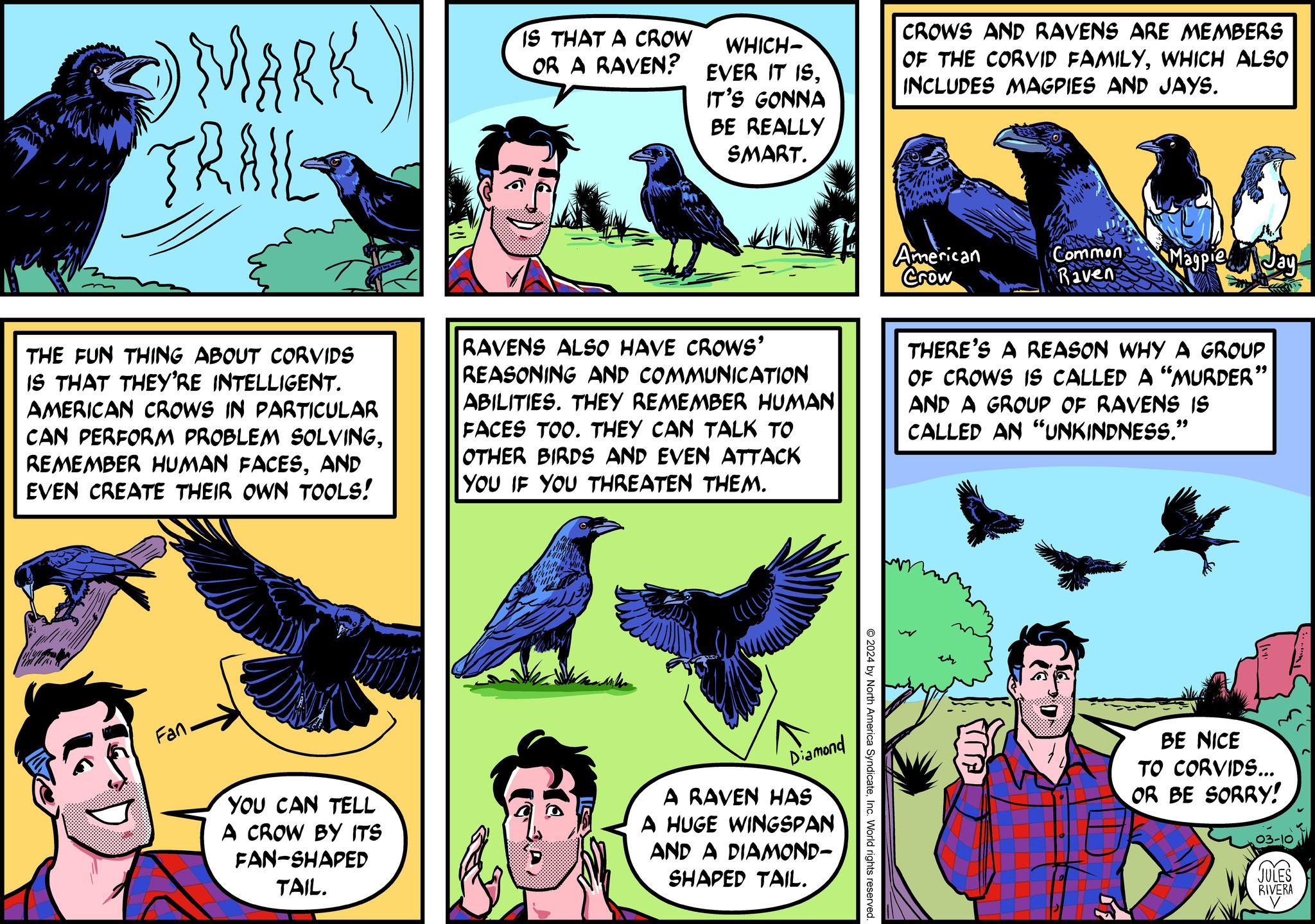 Art OCR: MARK TRAIL THE FUN THING ABOUT CORVIDS IS THAT THEY'RE INTELLIGENT. AMERICAN CROWS IN PARTICULAR CAN PERFORM PROBLEM SOLVINGAND EVEN CREATE THEIR OWN TOOLS! D Fan YOU CAN TELL A CROW BY ITS FAN-SHAPED TAIL. IS THAT A CROW OR A RAVEN? WHICH- EVER IT ISIT'S GONNA BE REALLY SMART. RAVENS ALSO HAVE CROWS' REASONING AND COMMUNICATION ABILITIES. THEY REMEMBER HUMAN FACES TOO. THEY CAN TALK TO OTHER BIRDS AND EVEN ATTACK YOU IF YOU THREATEN THEM. Diamond A RAVEN HAS A HUGE WINGSPAN AND A DIAMOND- SHAPED TAIL. © 2024 by North America SyndicateInc. World rights reserved. CROWS AND RAVENS ARE MEMBERS OF THE CORVID FAMILYWHICH ALSO INCLUDES MAGPIES AND JAYS. American Crow Common Magpie Raven THERE'S A REASON WHY A GROUP OF CROWS IS CALLED A "MURDER" AND A GROUP OF RAVENS IS CALLED AN "UNKINDNESS." BE NICE TO CORVIDS... OR BE SORRY! JULES RIVERA MARK TRAIL THE FUN THING ABOUT CORVIDS IS THAT THEY'RE INTELLIGENT . AMERICAN CROWS IN PARTICULAR CAN PERFORM PROBLEM SOLVINGREMEMBER HUMAN FACESAND EVEN CREATE THEIR OWN TOOLS ! D Fan YOU CAN TELL A CROW BY ITS FAN - SHAPED TAIL . IS THAT A CROW OR A RAVEN ? WHICH EVER IT ISIT'S GONNA BE REALLY SMART . RAVENS ALSO HAVE CROWS ' REASONING AND COMMUNICATION ABILITIES . THEY REMEMBER HUMAN FACES TOO . THEY CAN TALK TO OTHER BIRDS AND EVEN ATTACK YOU IF YOU THREATEN THEM . Diamond A RAVEN HAS A HUGE WINGSPAN AND A DIAMOND SHAPED TAIL . © 2024 by North America SyndicateInc. World rights reserved . CROWS AND RAVENS ARE MEMBERS OF THE CORVID FAMILYWHICH ALSO INCLUDES MAGPIES AND JAYS . American Crow Common Magpie Raven THERE'S A REASON WHY A GROUP OF CROWS IS CALLED A " MURDER " AND A GROUP OF RAVENS IS CALLED AN " UNKINDNESS . " BE NICE TO CORVIDS ... OR BE SORRY ! JULES RIVERA
