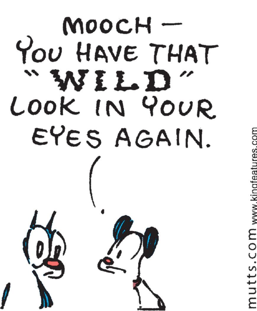 Drawing OCR: MOOCH- YOU HAVE THAT WILD" LOOK IN YOUR EYES AGAIN. ???? mutts.com www.kingfeatures.com MOOCH- YOU HAVE THAT WILD " LOOK IN YOUR EYES AGAIN . ???? mutts.com www.kingfeatures.com